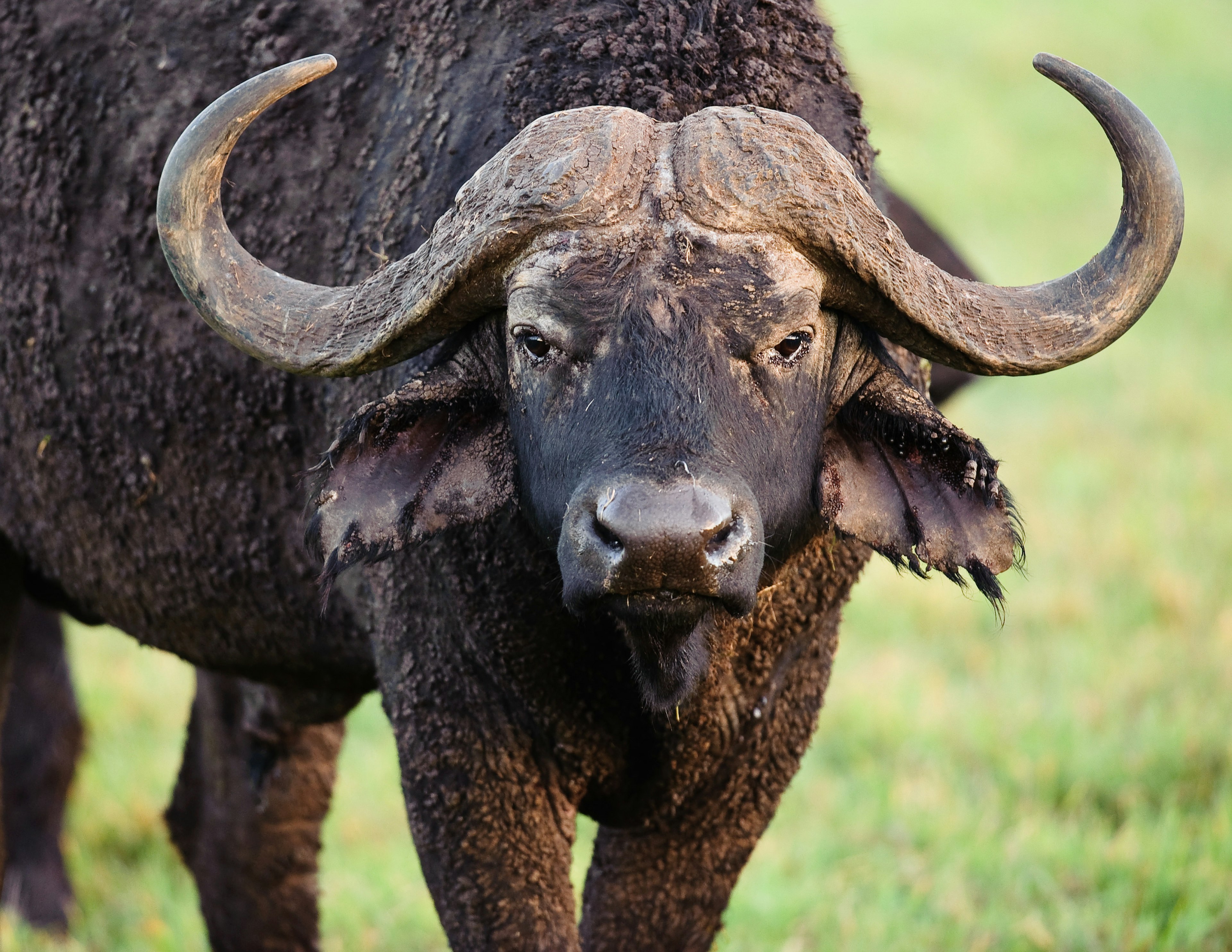 A cape buffalo with its head lowered