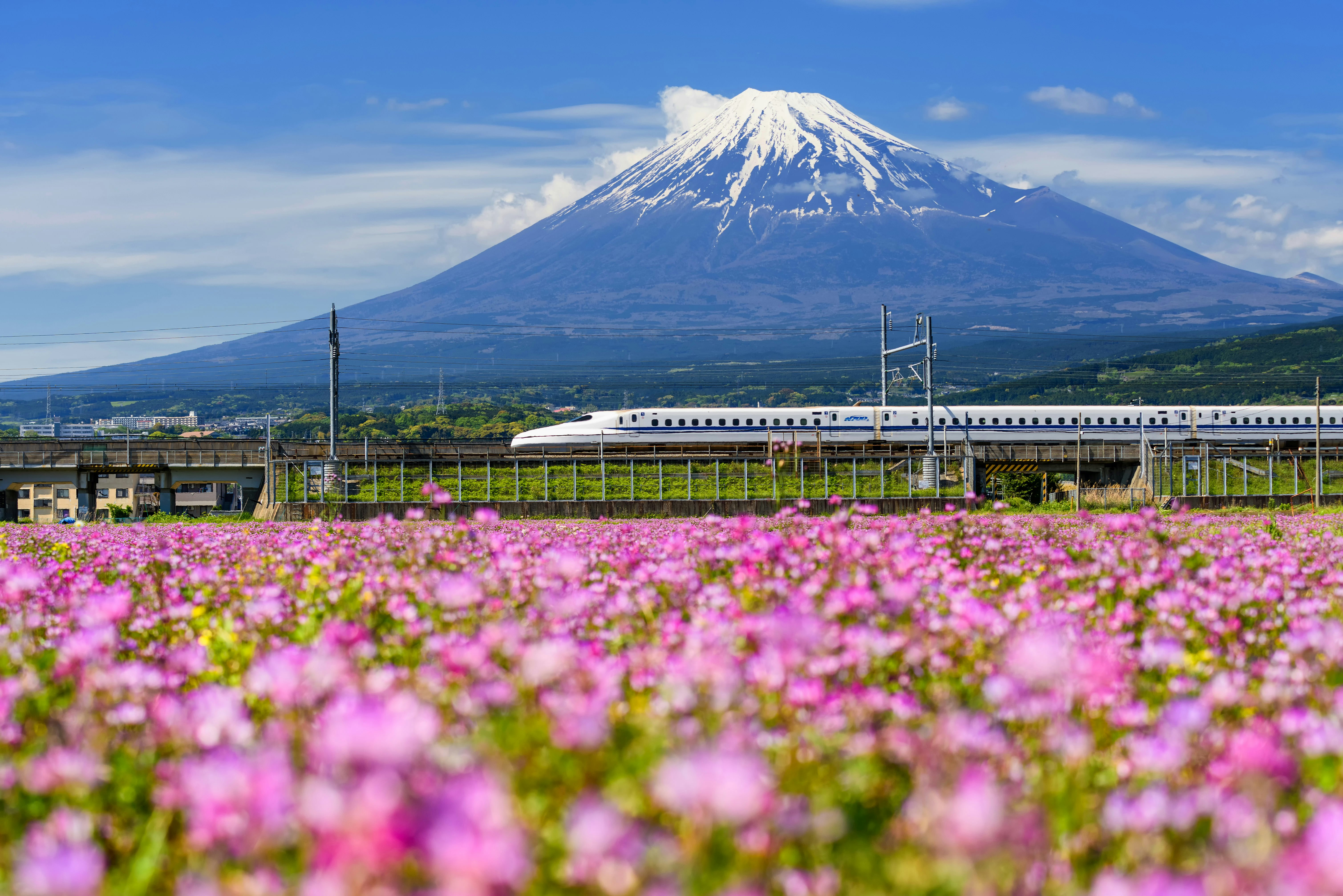 A bullet train passes between a snow-capped volcano and a field of pink flowers