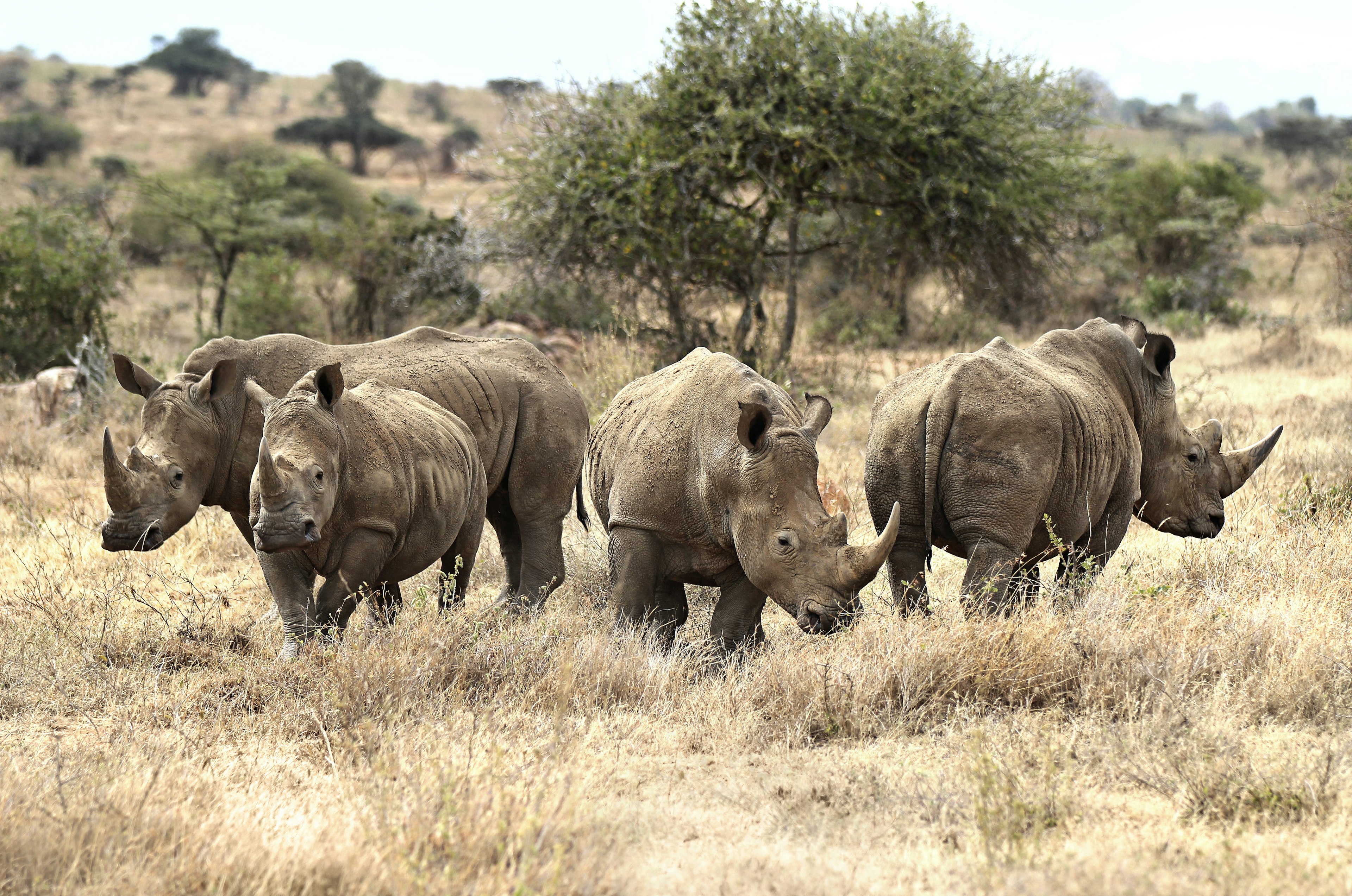 A group of four African white rhinos in grassland