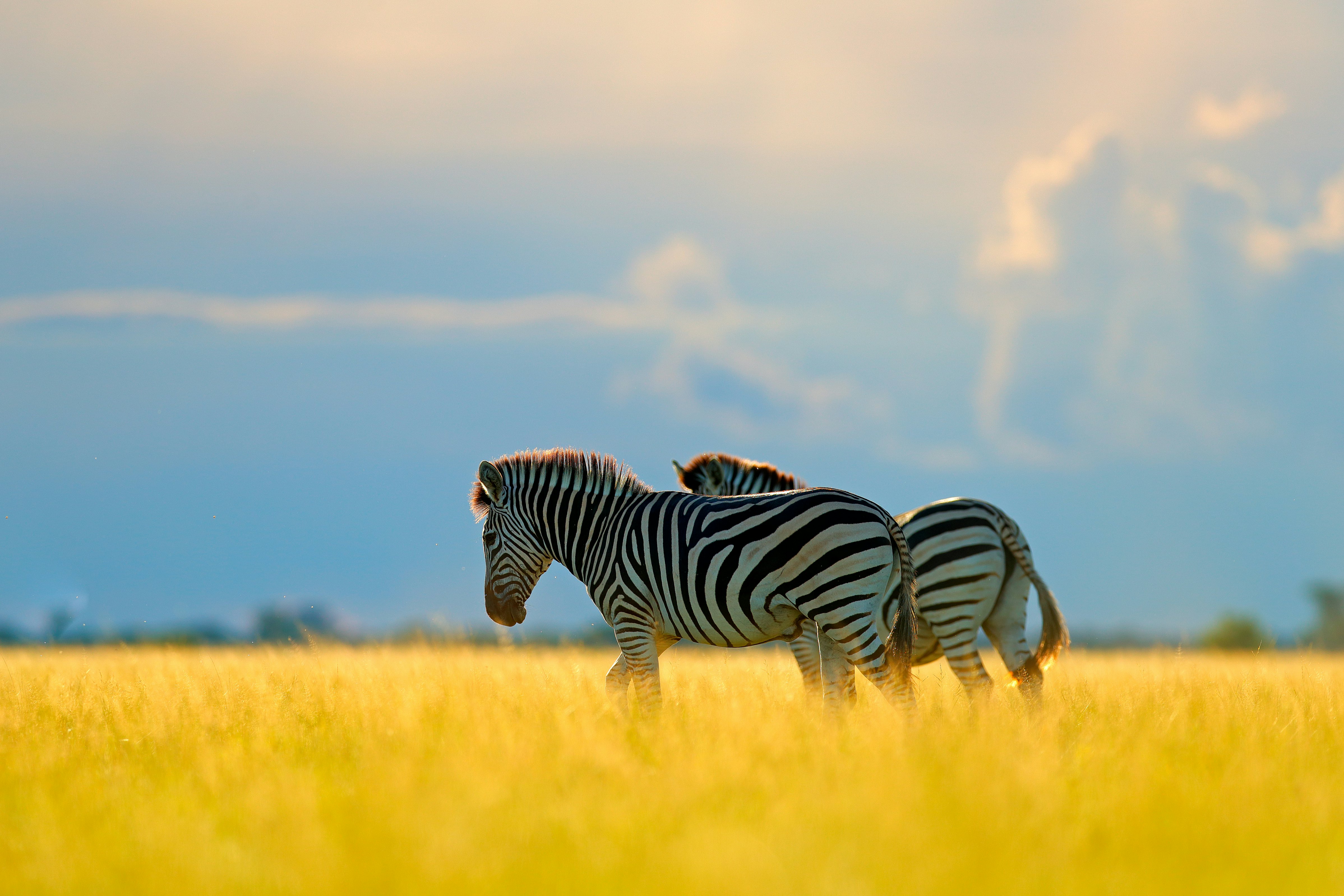 Two zebras are pictured on a patch of long, dry grass. Storm clouds are visible in the distance.