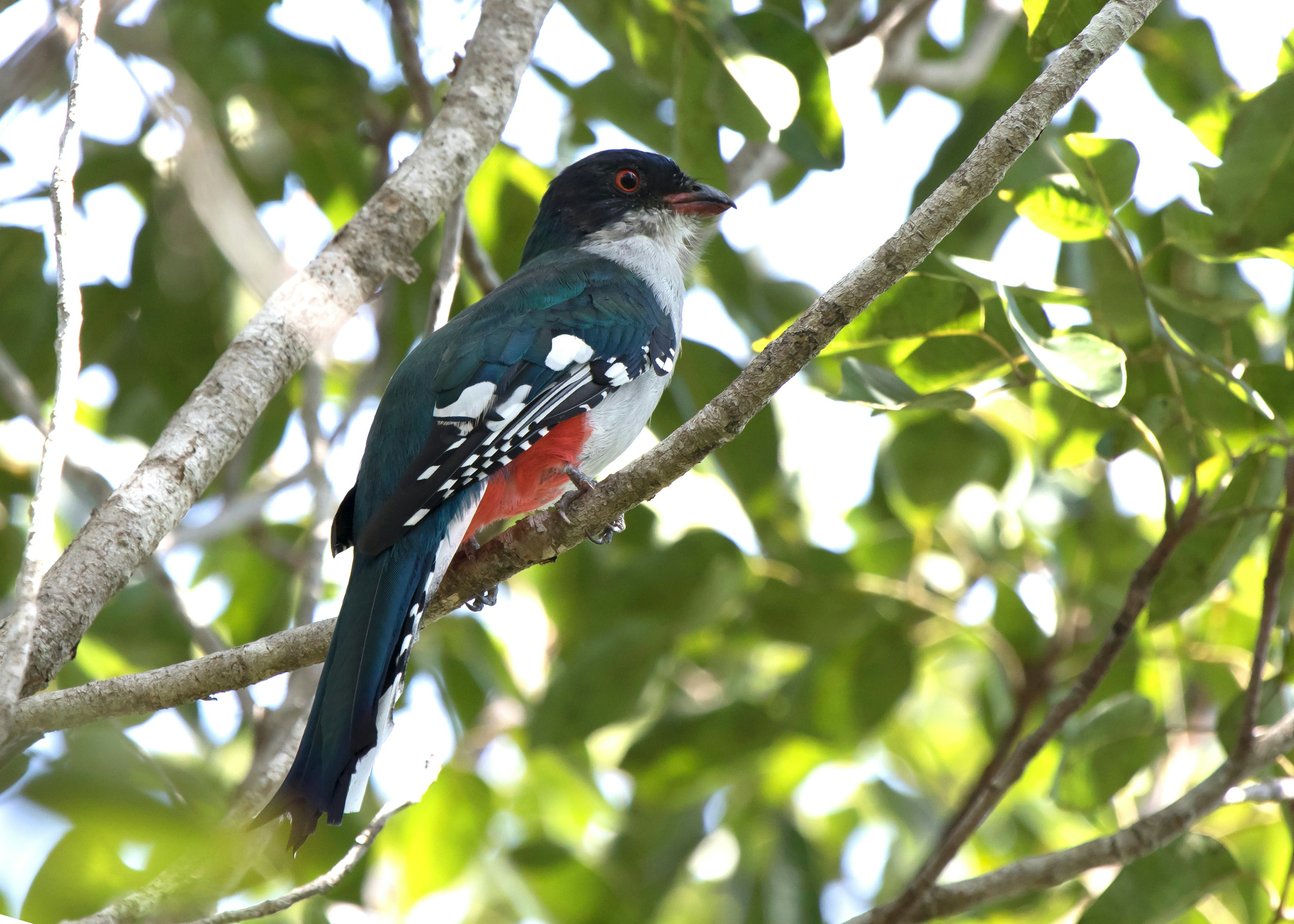 A blue, white and red bird sits on a branch