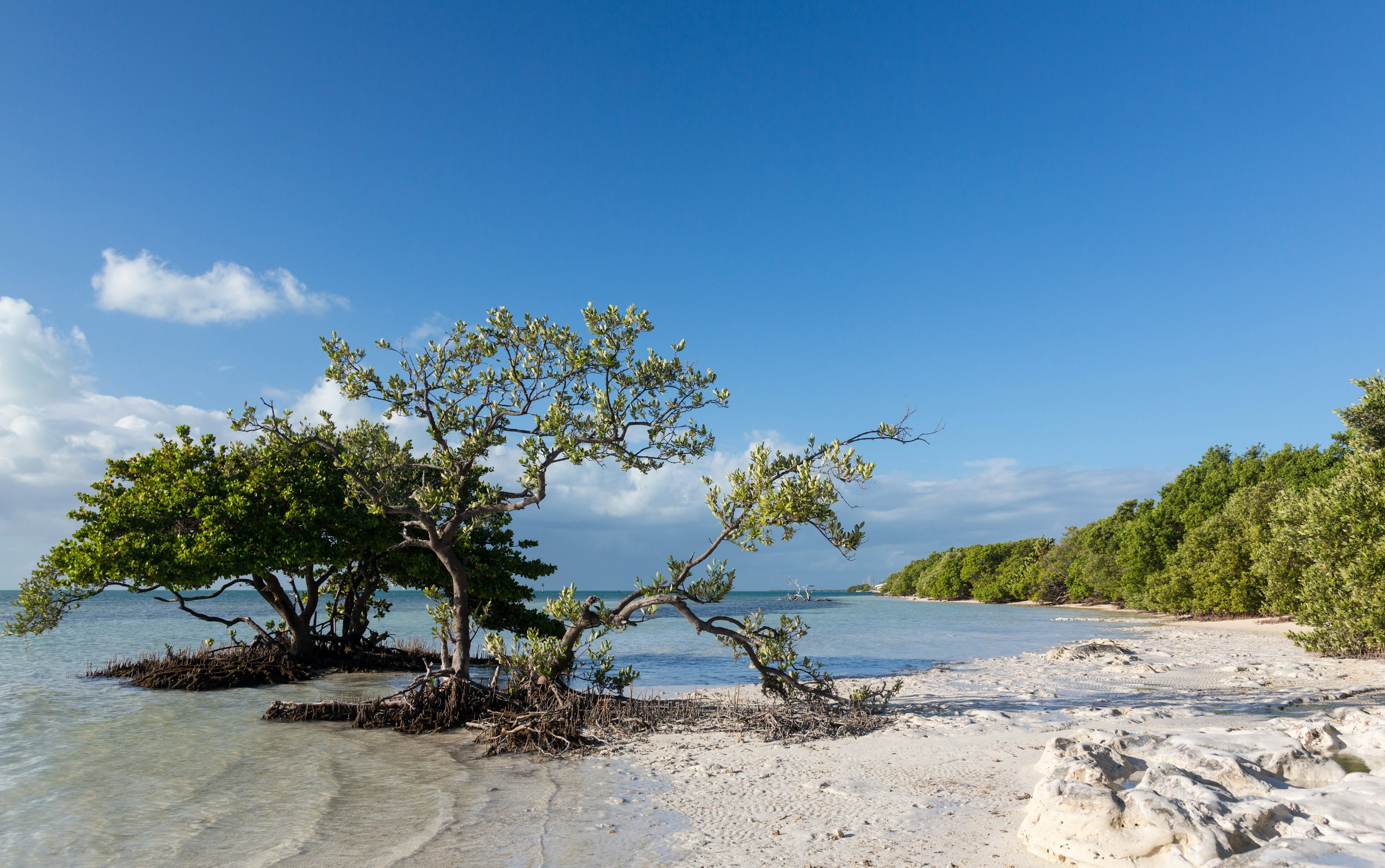 Trees and sand at Anne's Beach in the Florida Keys.