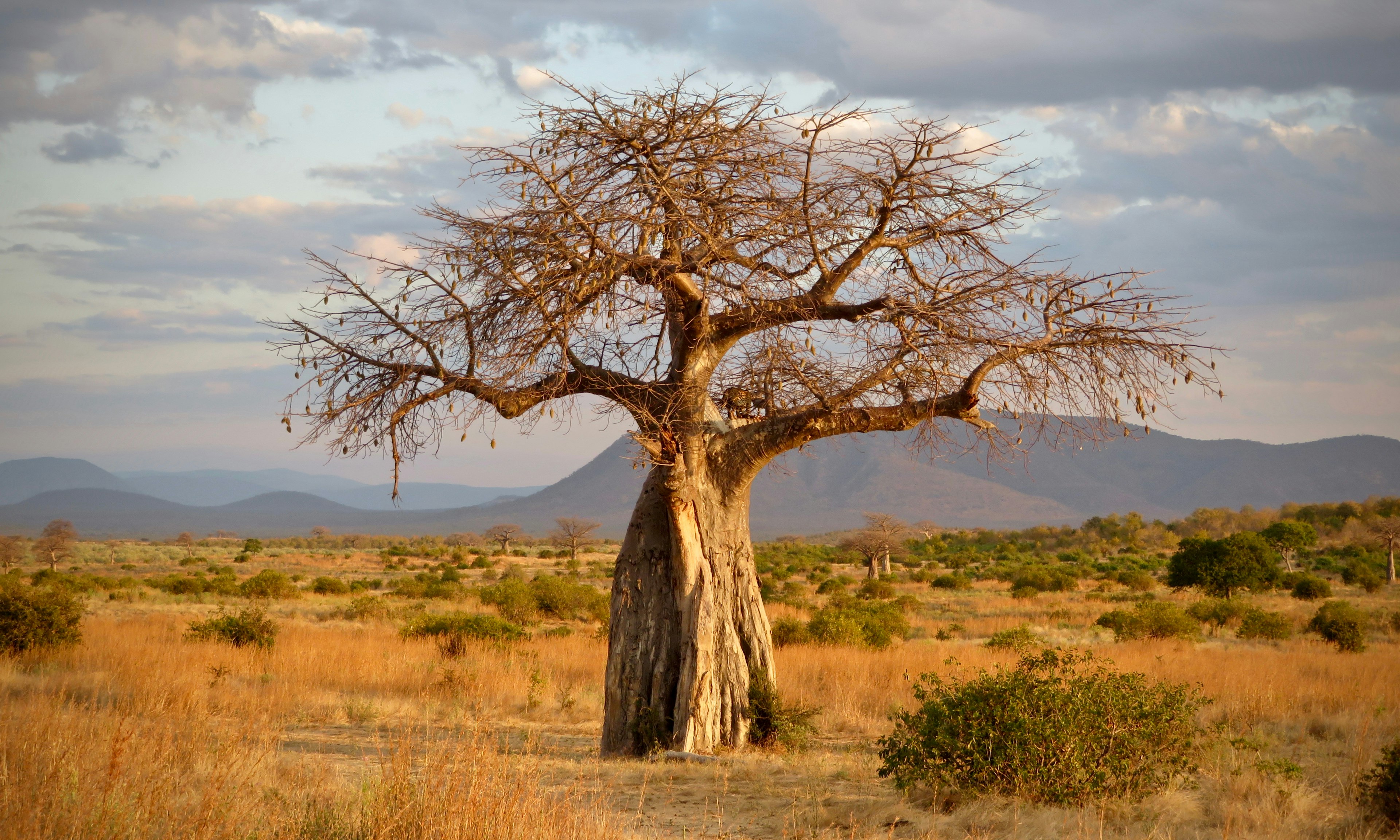 A wide-trunked baobab tree, with a leopard tucked among the branches, is bathed in golden light