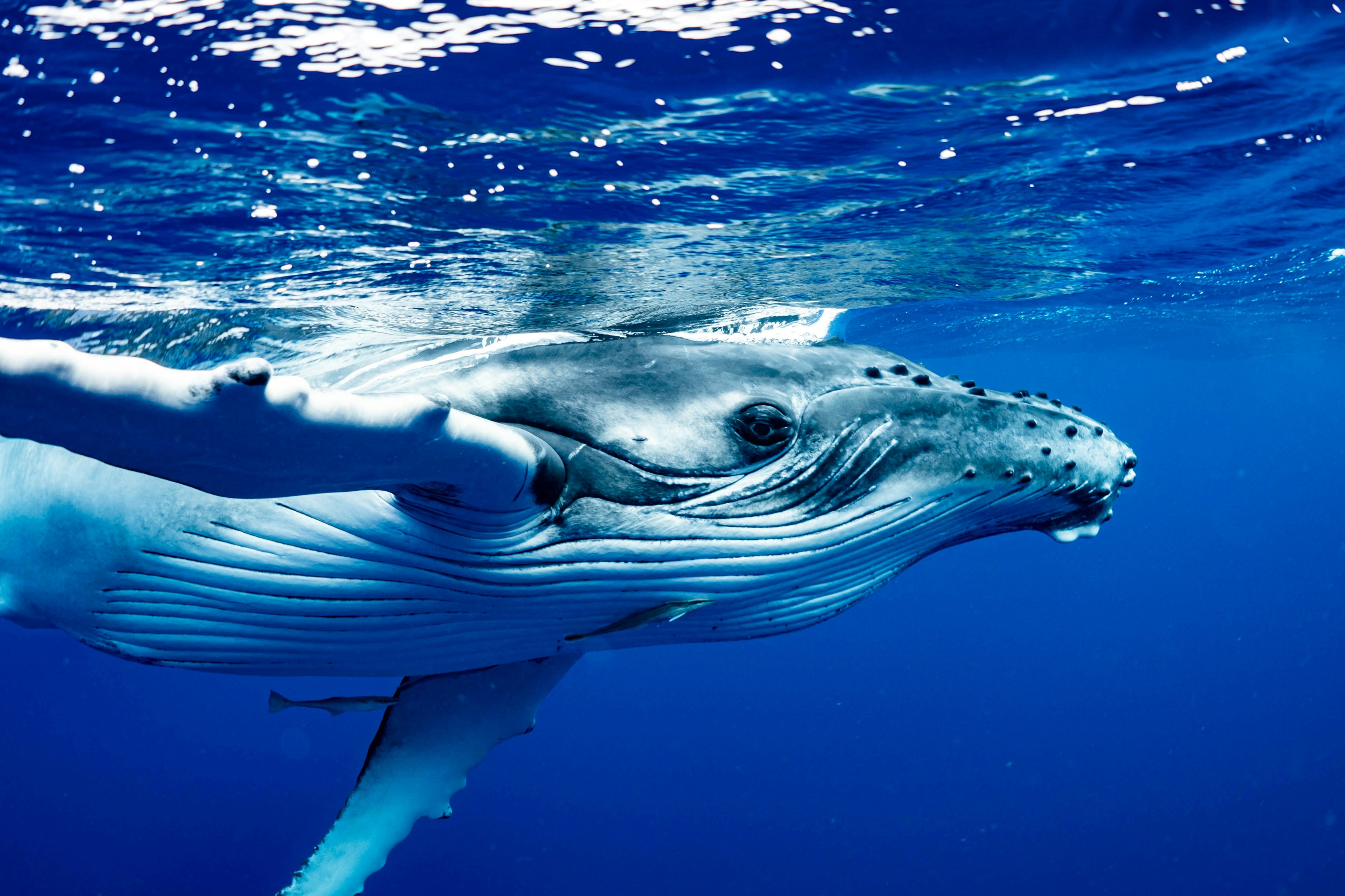 Humpback Whale swims along the surface of the water in the waters near Tonga.