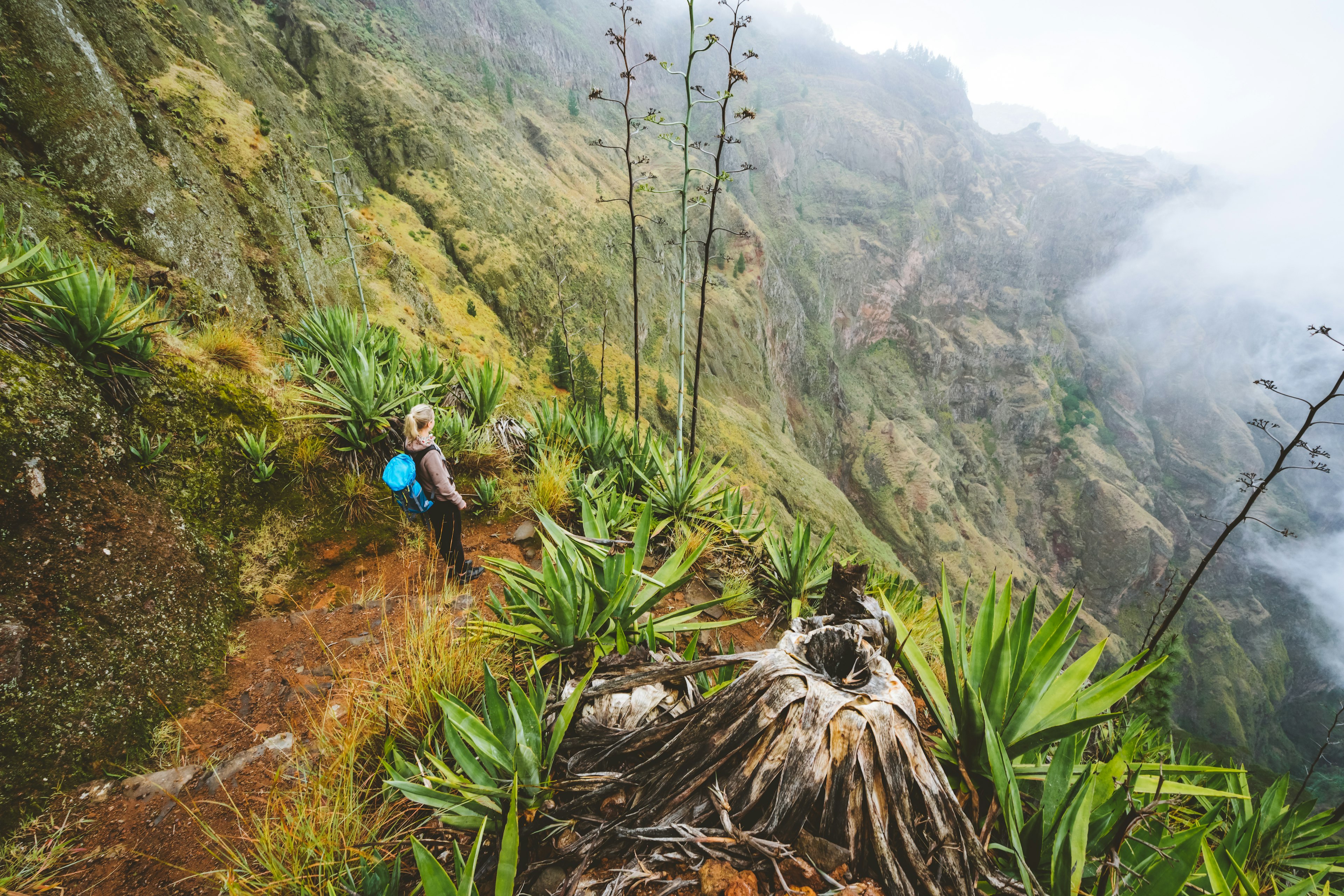 A trekker in a green valley overgrown with agave plants looks out at a misty landscape