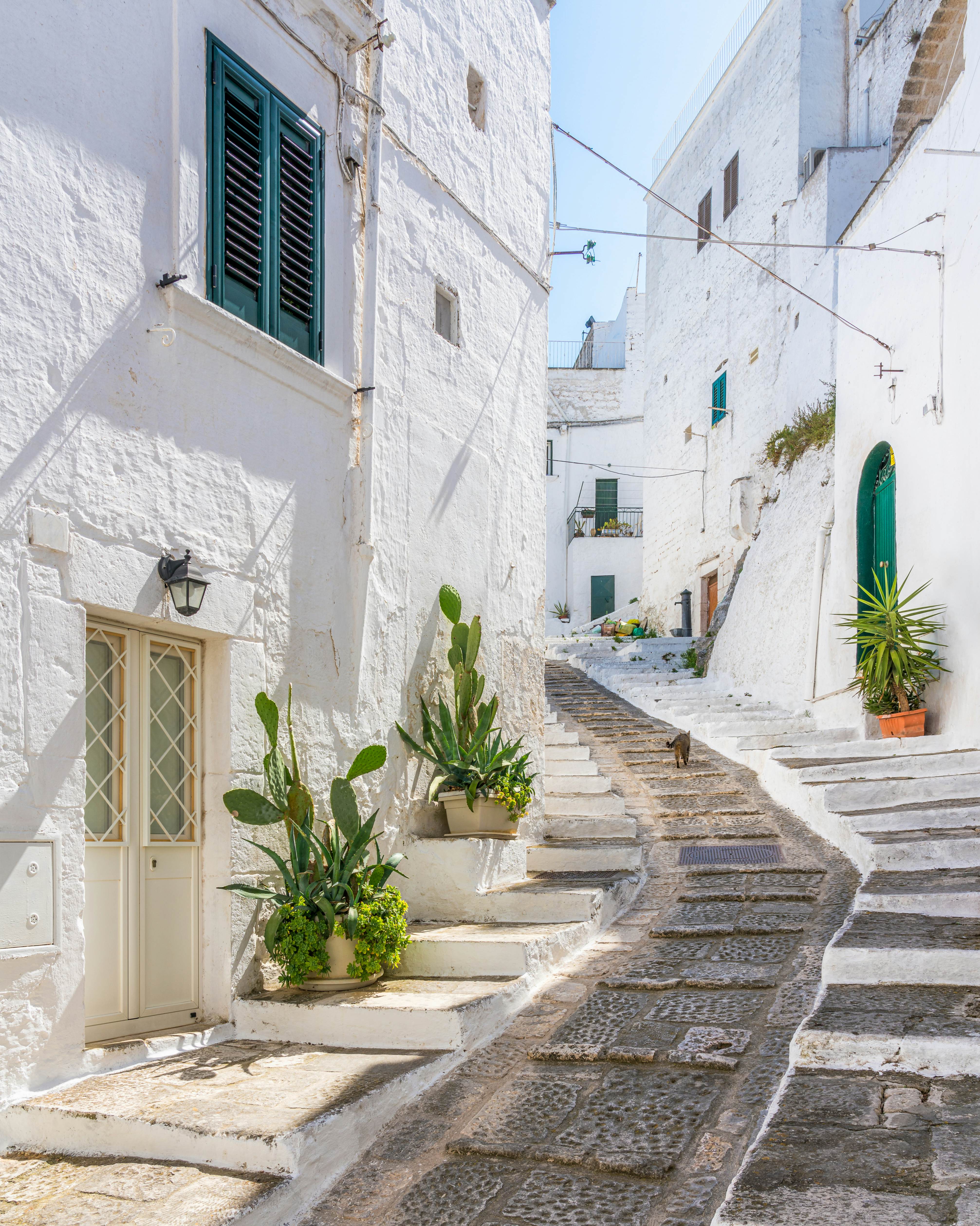 An animal walks up a graded walkway between white buildings in a historic town center in Italy.