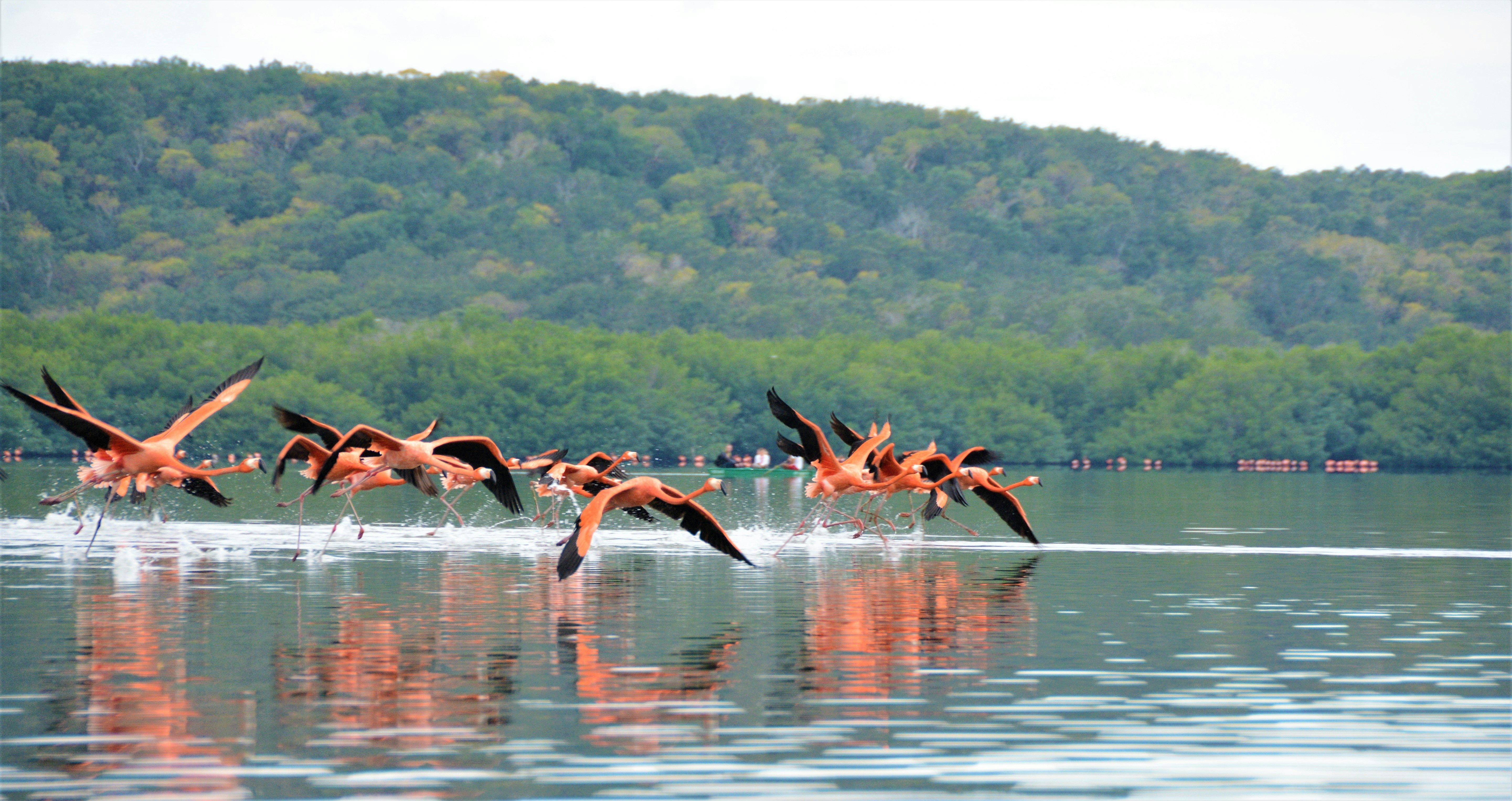 Coral-colored flamingos with black-tipped wings fly just above the water line at Laguna Guanaroca in Cuba