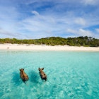 Swimming pigs of the Bahamas in the Out Islands of the Exuma  License Type: media  Download Time: 2023-08-20T10:10:29.000Z  User: claramonitto  Is Editorial: No  purchase_order: