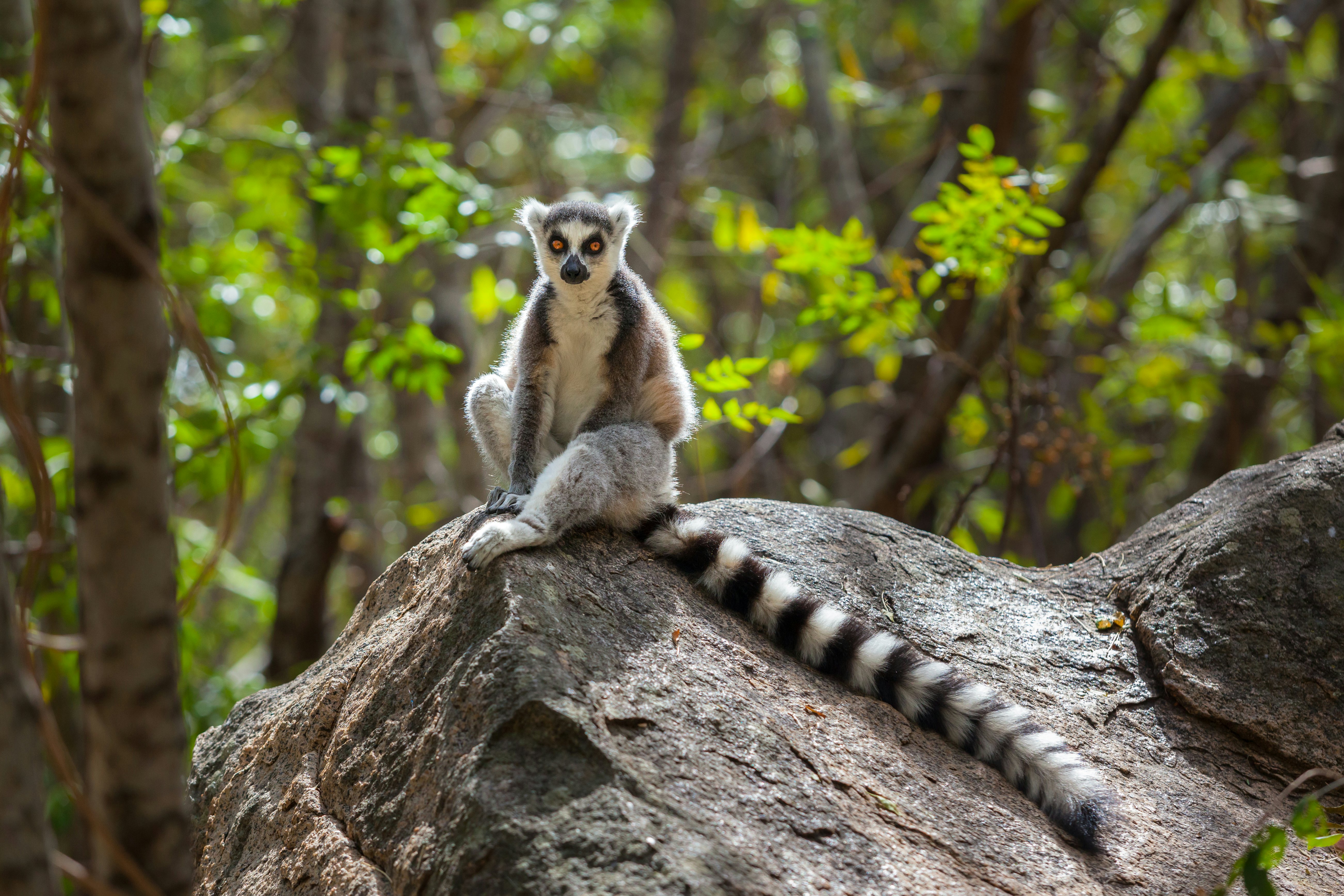 A ring-tailed lemur in Ranomafana national park.