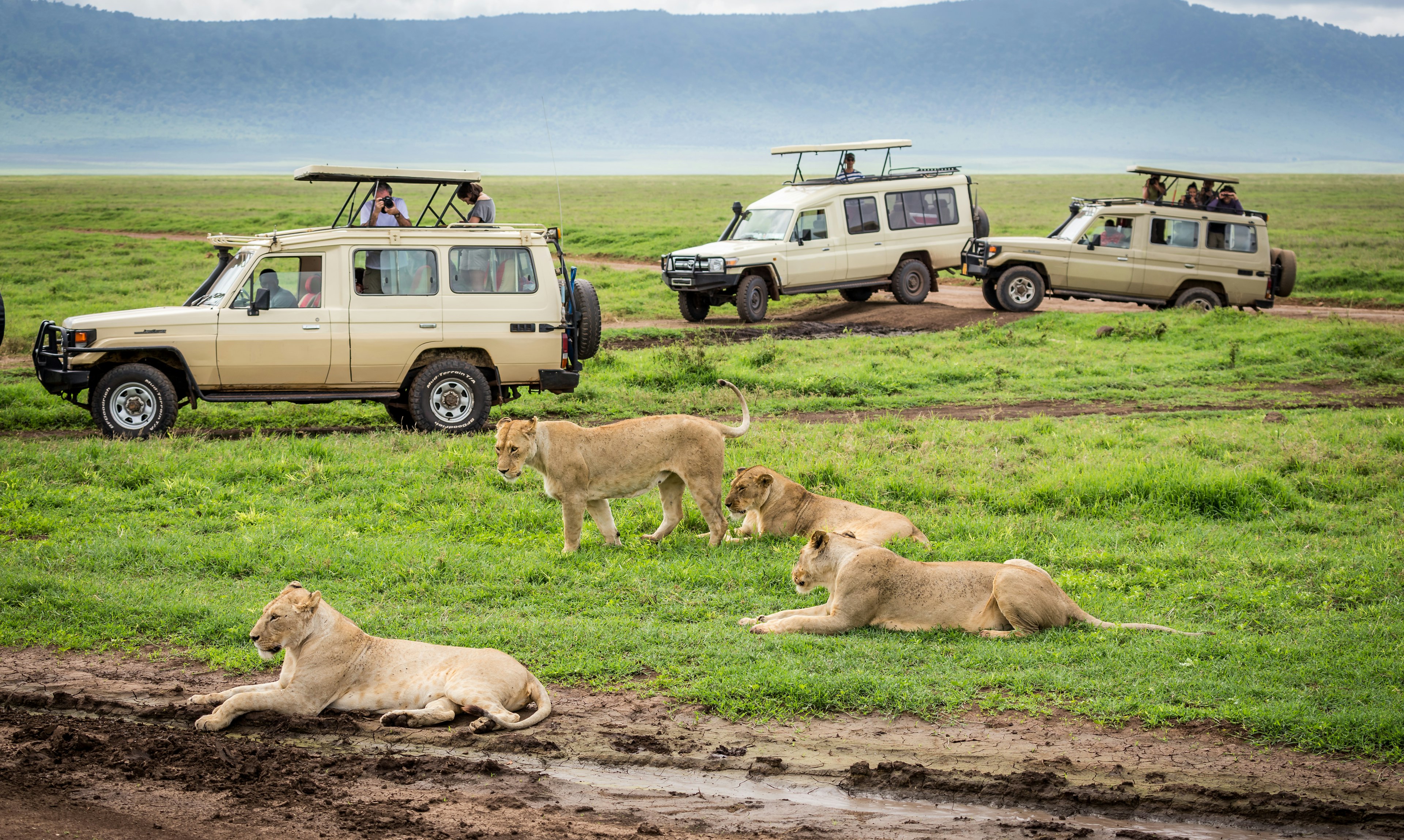 Four lions lounge on the grass with passengers in three 4WD vehicles watching on