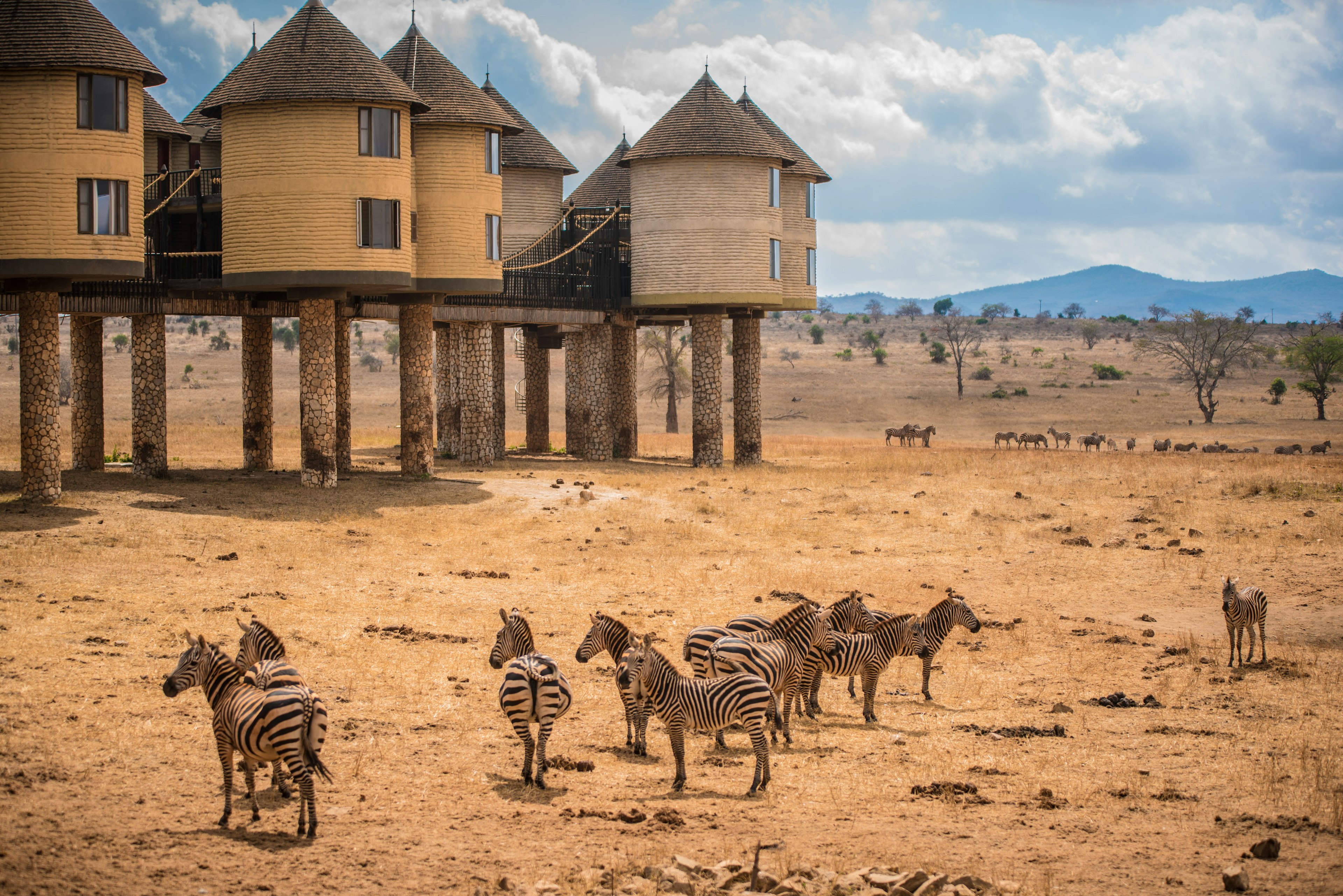 A safari lodge built on stilts with zebra wandering on the plains below