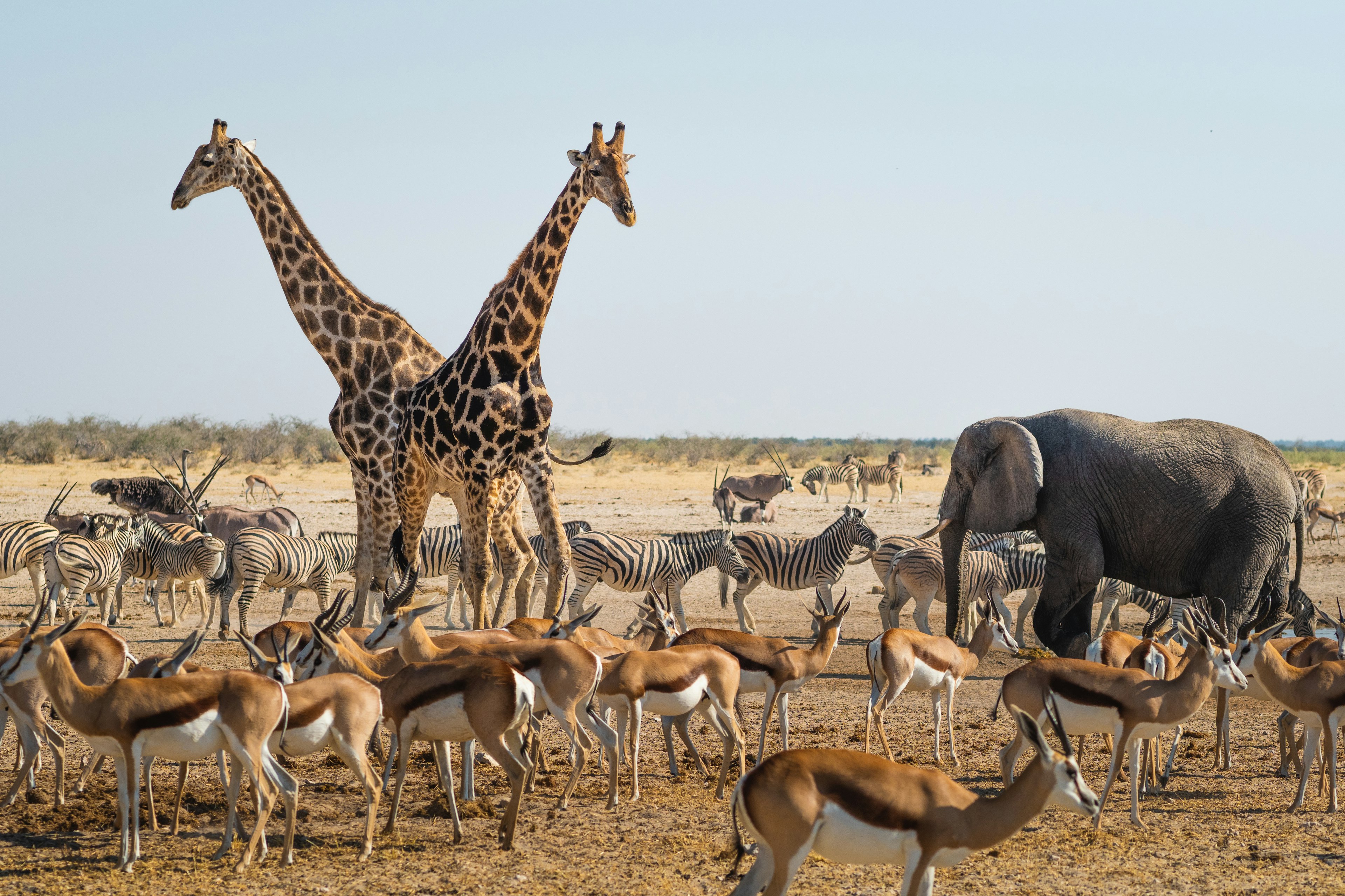 Wild animals congregate around a waterhole in Etosha National Park, northern Namibia, Africa.