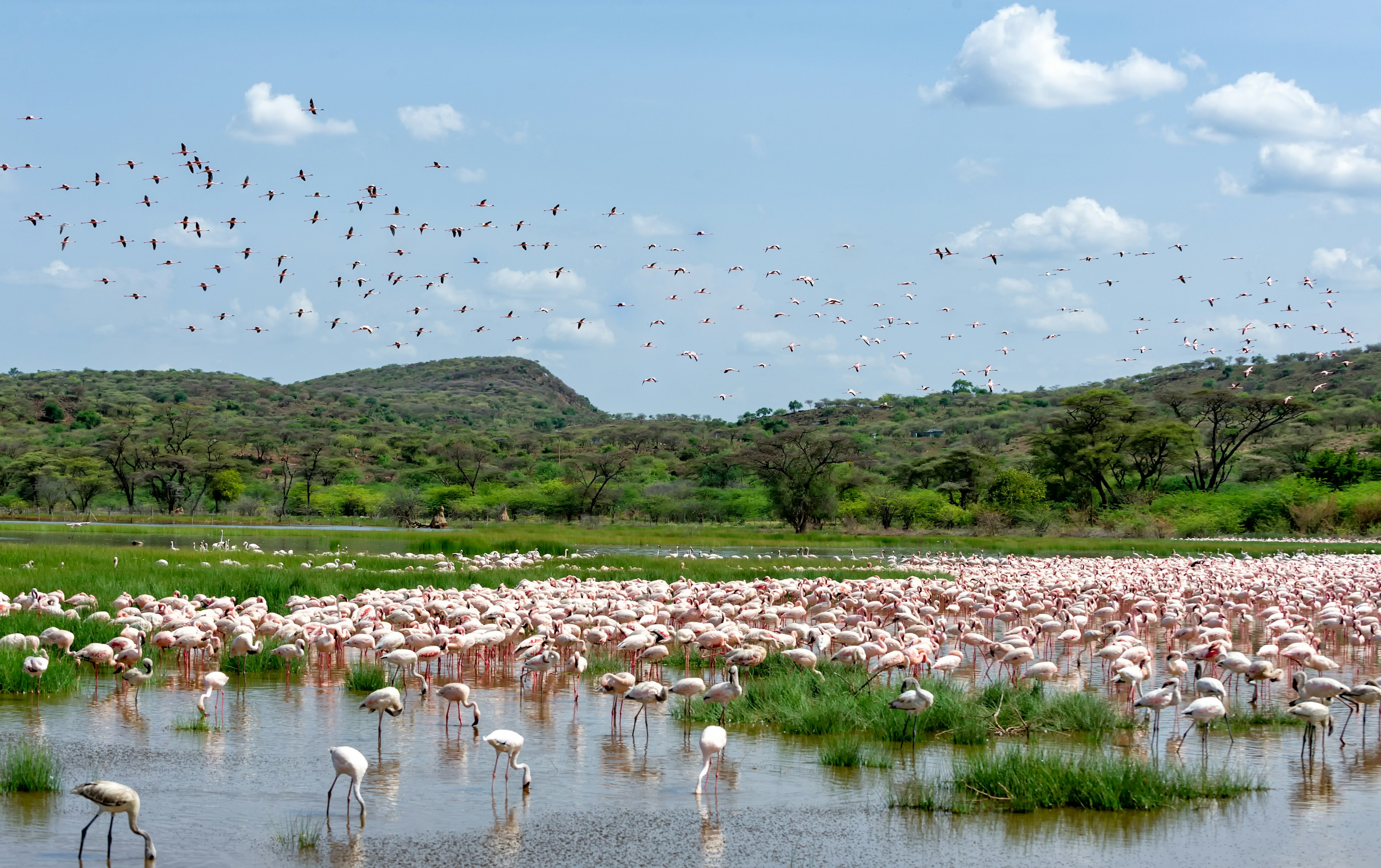 A lake, backed by lush green hills, is packed with pink stork-like birds with long legs as more of them fly overhead