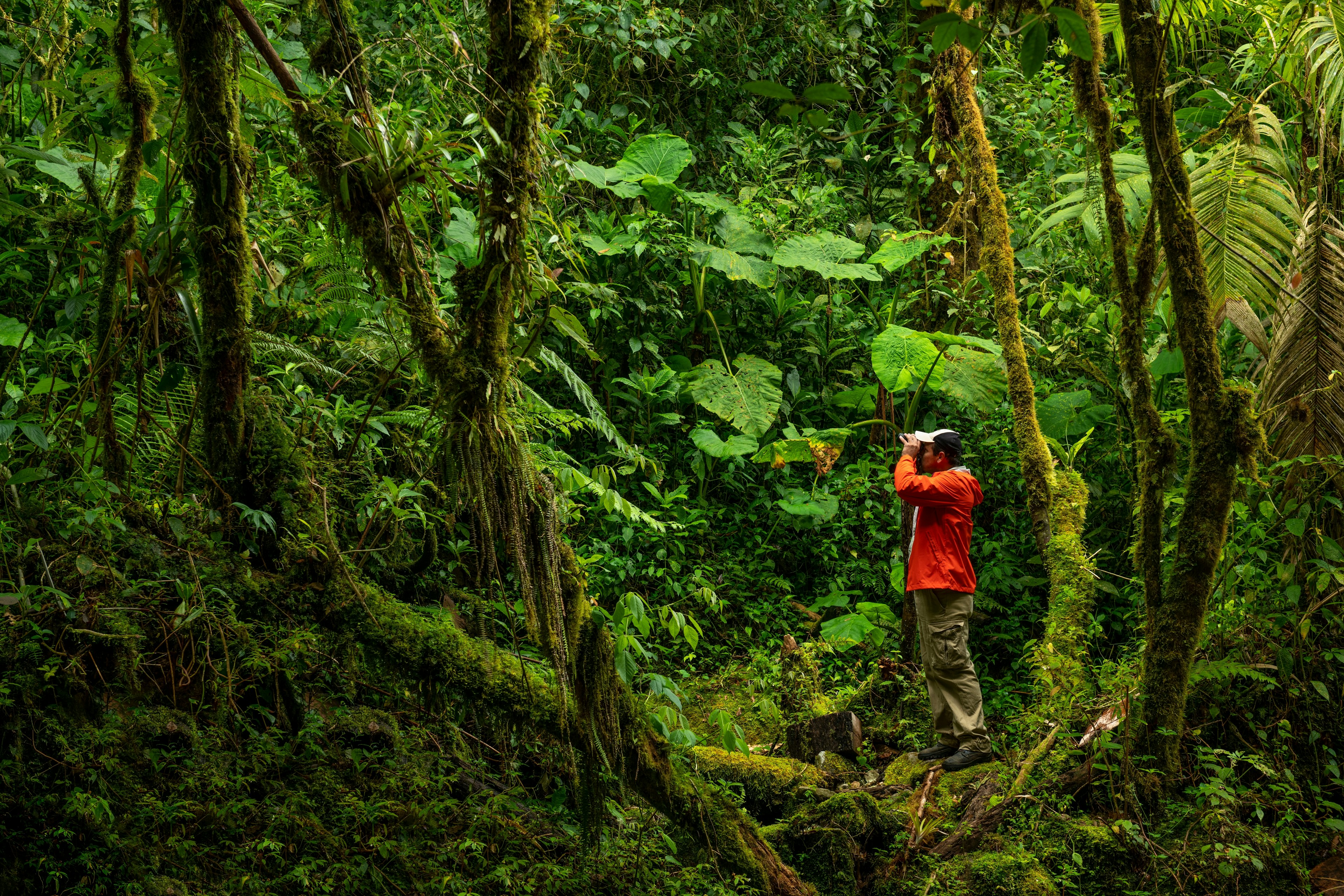 Birdwatcher in the cloud forest looking for birds in Panama.