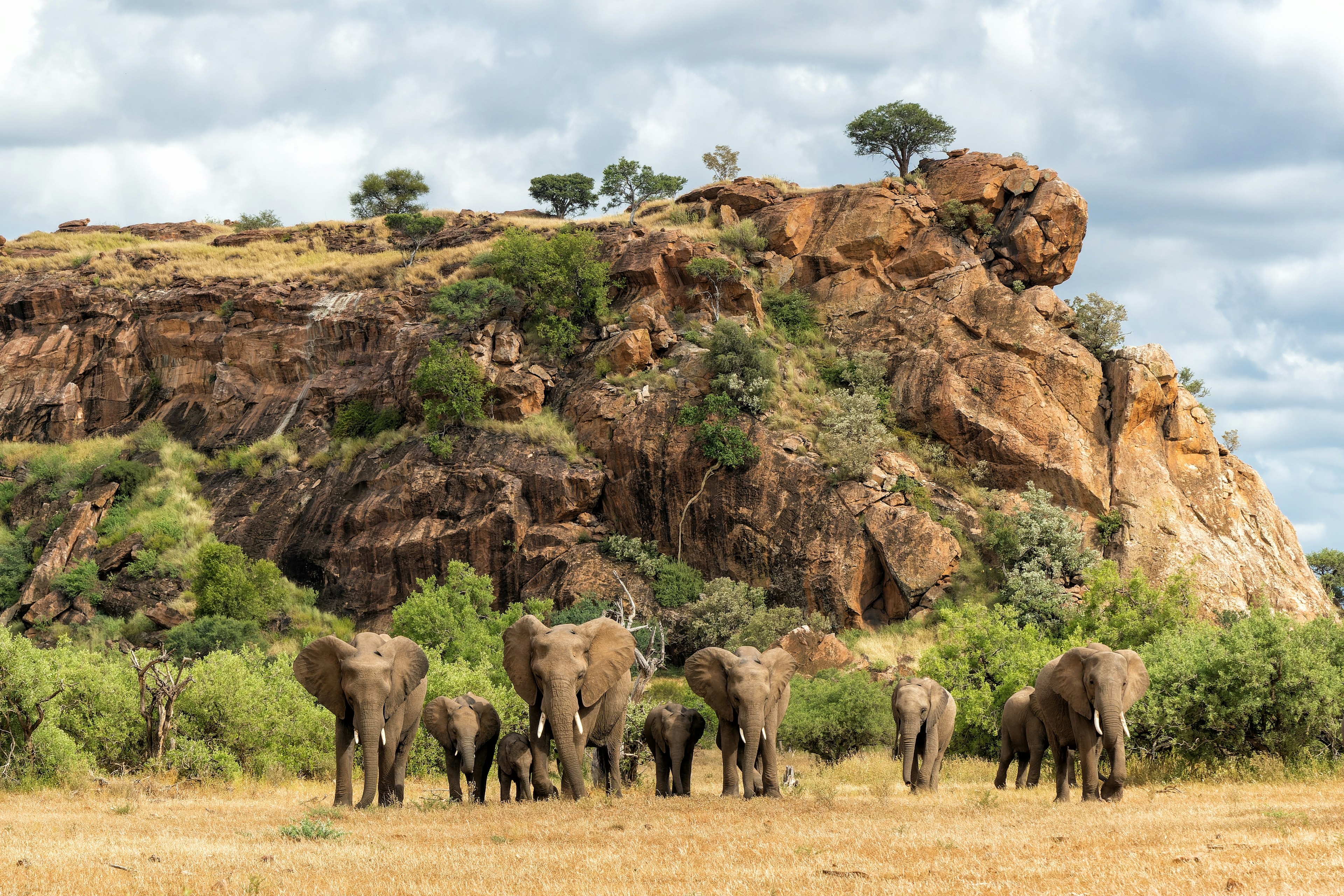 Elephants herd walking in a Game Reserve in the Tuli Block in Botswana.