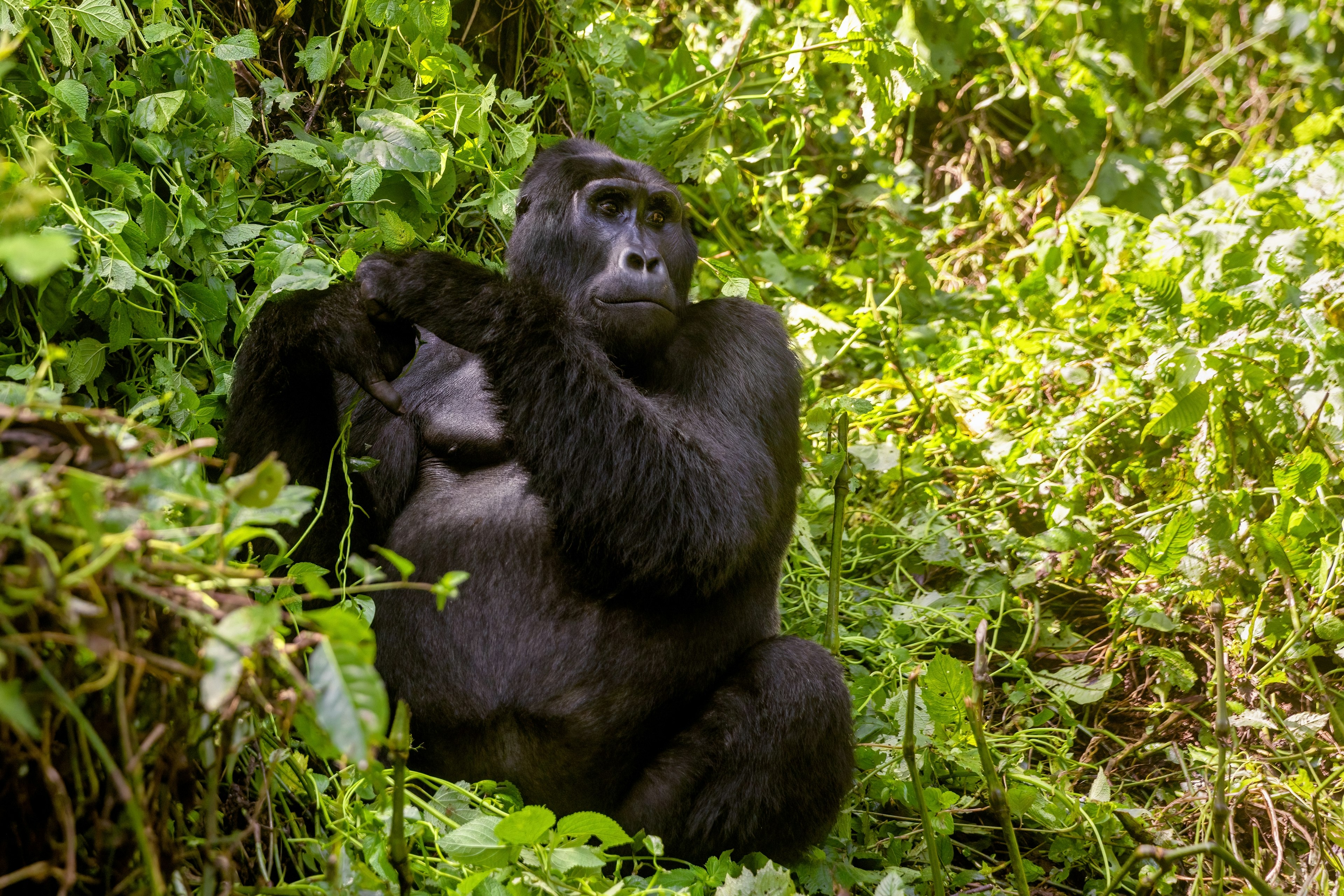 An adult male gorilla in jungle