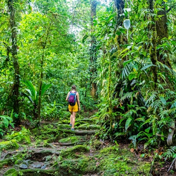 girl photographer walks through dense Costa Rican tropical rainforest; hiking through the jungle in Costa Rica's braulio carrillo national park near san jose License Type: media Download Time: 2023-04-05T01:13:06.000Z User: mvm_lonelyplanet Is Editorial: No purchase_order: