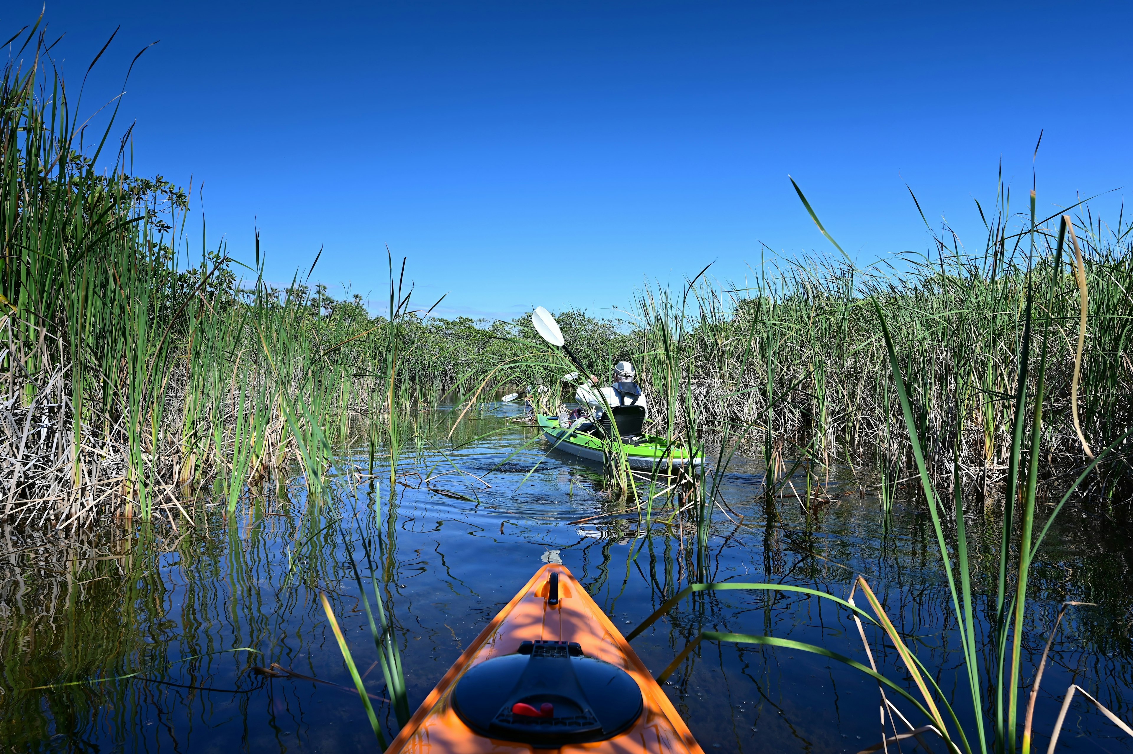 Active senior kayaking amidst tall reeds on Nine Mile Pond in Everglades National Park, Florida