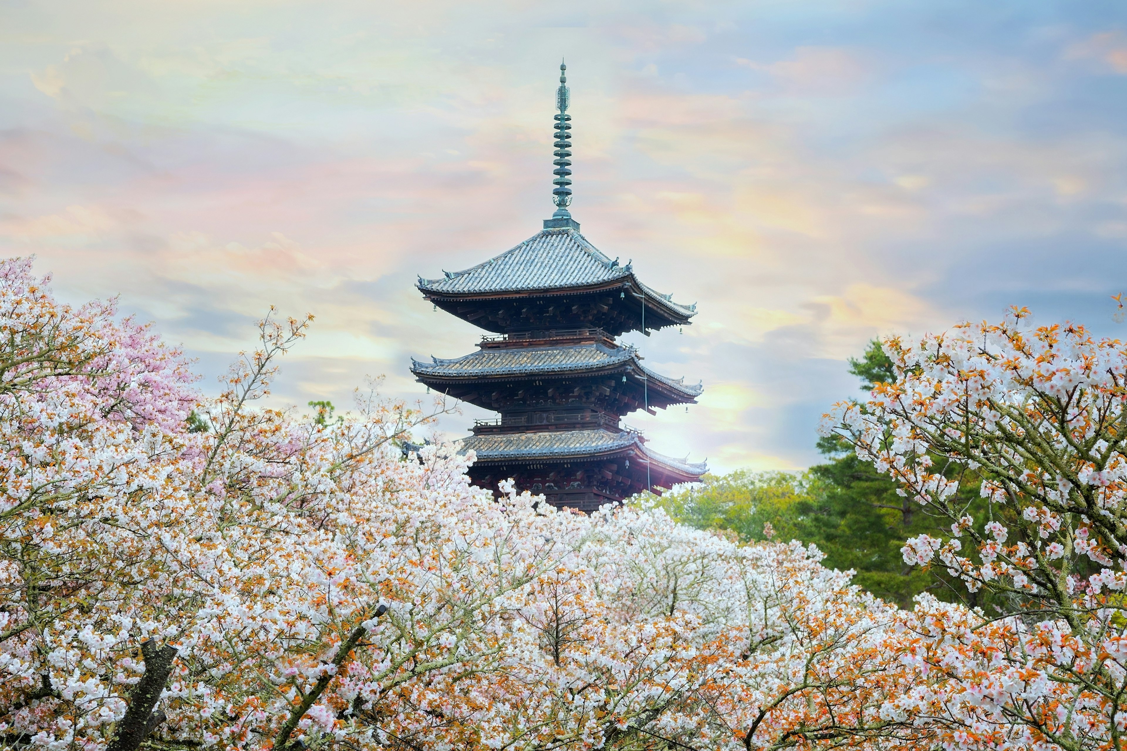 Ninnaji is one of Kyoto's great temples listed as World Heritage Sites famous for Omuro Cherries, late blooming cherry trees. License Type: media_digital Download Time: 2024-06-26T13:25:52.000Z User: catalinaaragon Is Editorial: No purchase_order: 56530