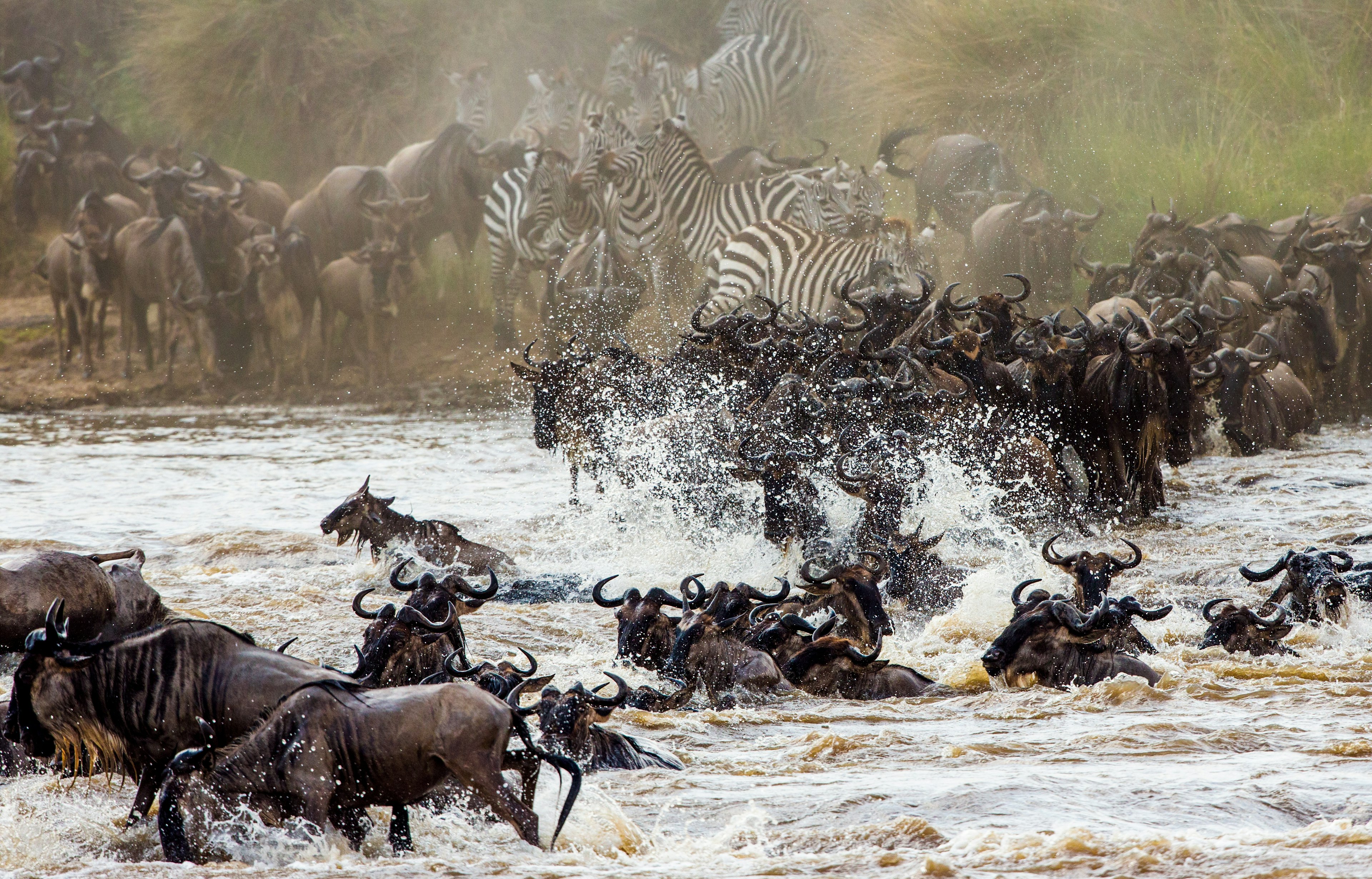 Many wildebeests cross a river, causing a lot of splashing. A herd of zebra wait on the shore