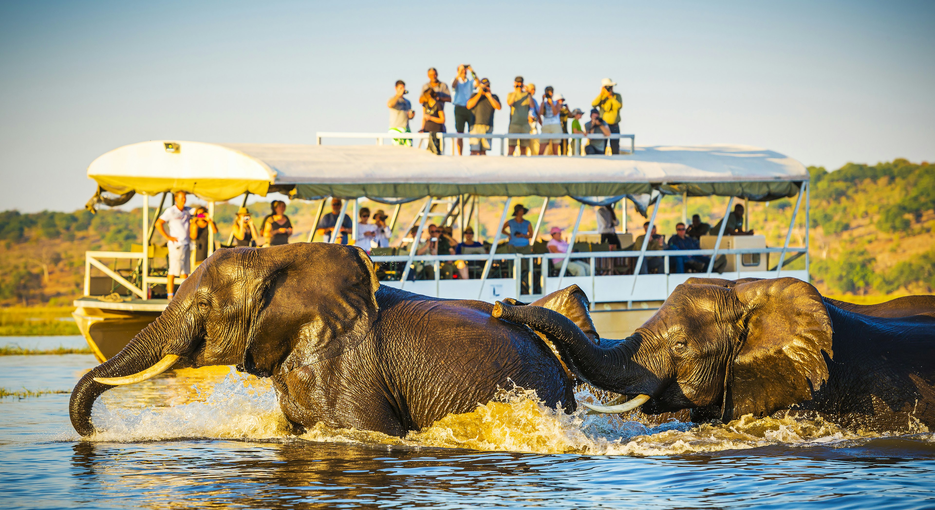 African Elephants swimming across the Chobe River, Botswana with tourists on safari watching on