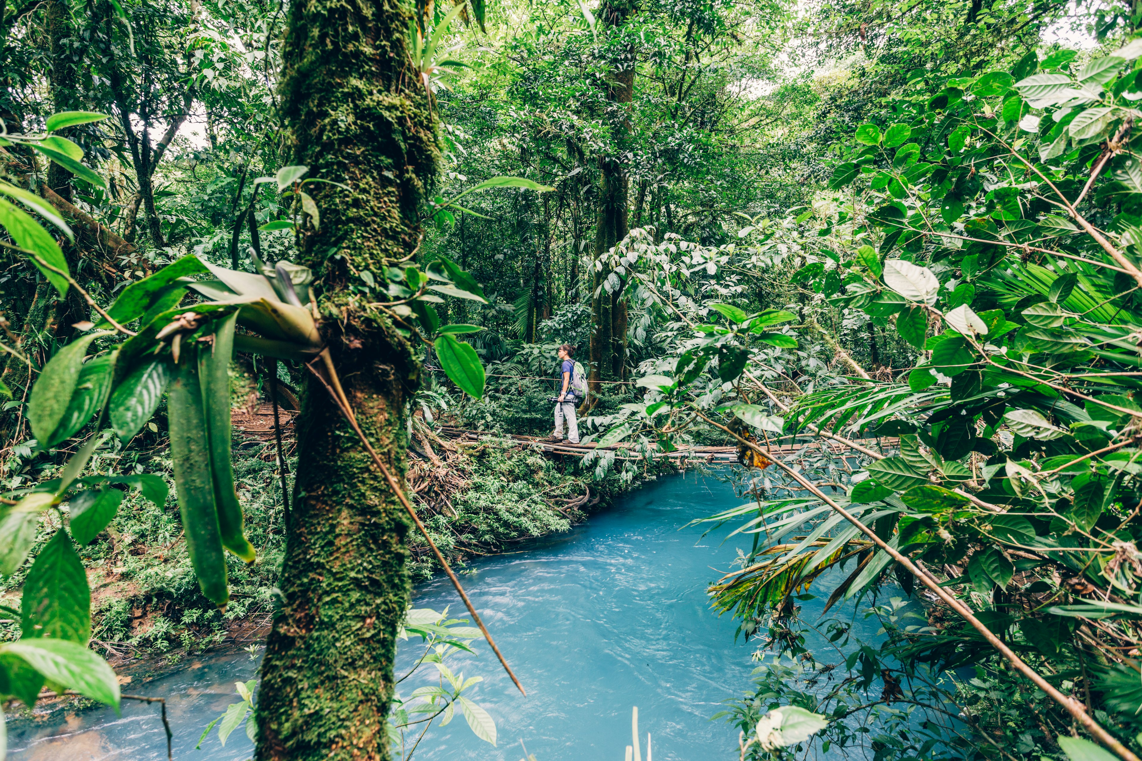 A person walks along a rustic bridge over water in a lush, green rainforest.