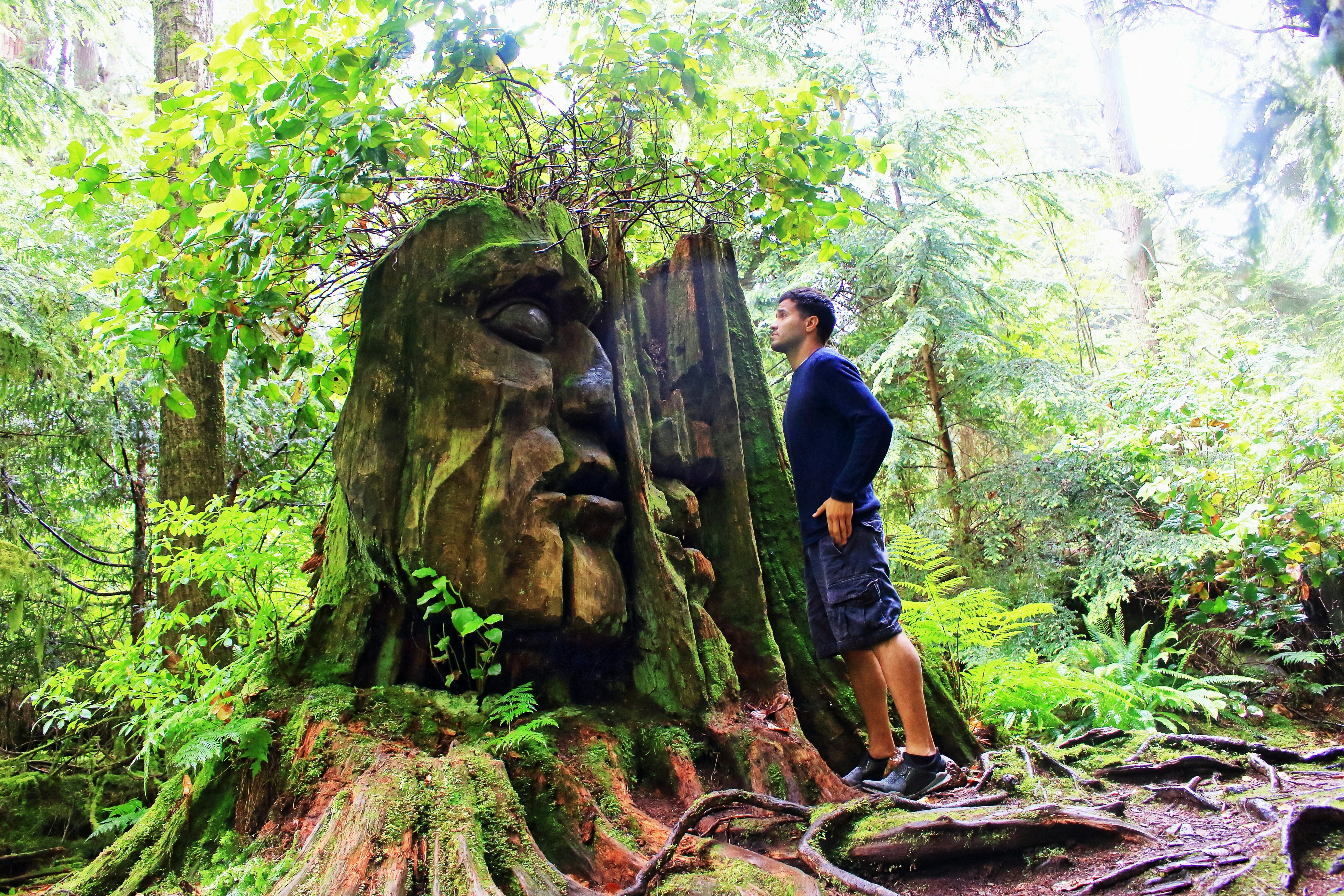 Natural ancient discovery in the forest! Man looks tree with face in Stanley Park. Secret  Vancouver.