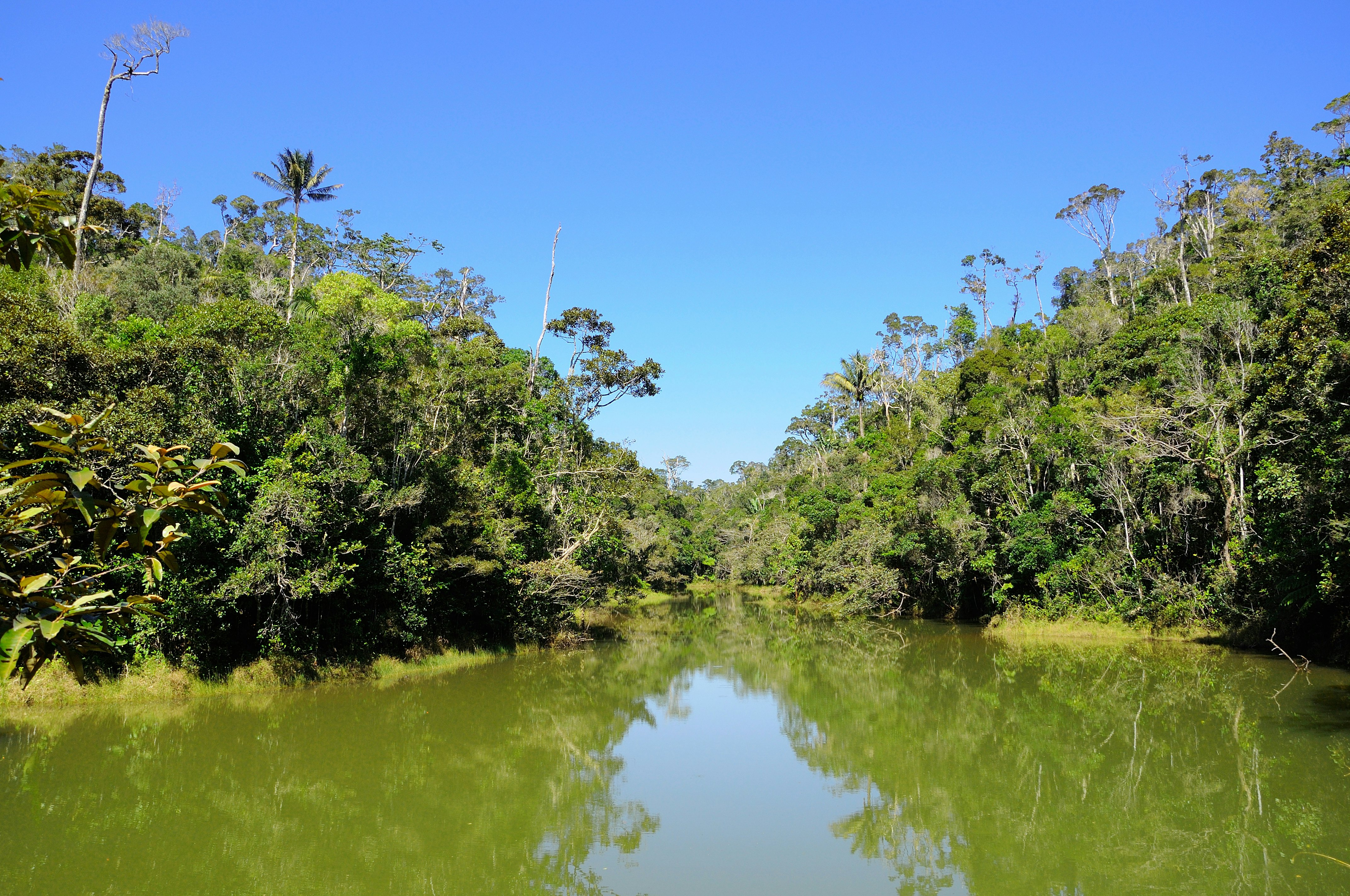 A green lake is in the rainforest of Andasibe national park in Madagascar.