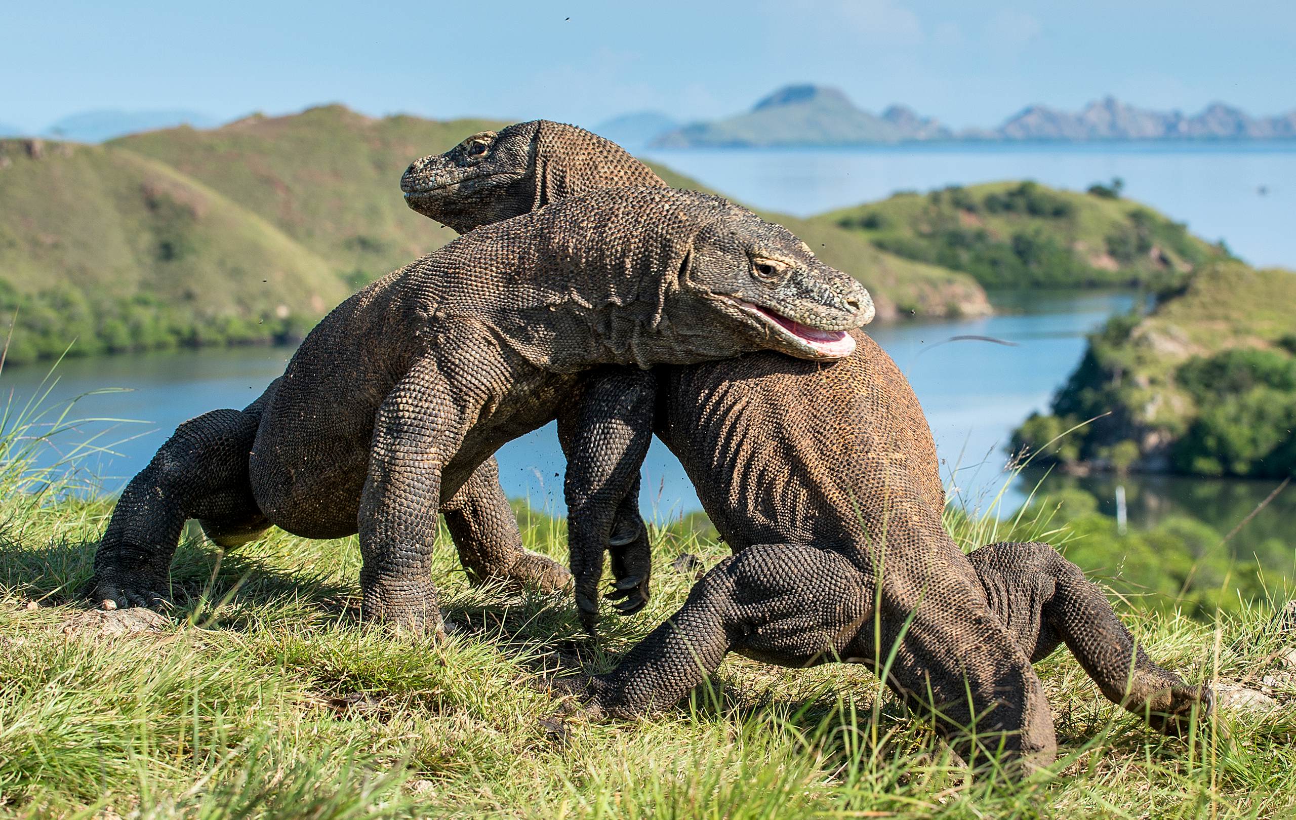 Komodo dragons fighting on the island of Rinca, Indonesia.