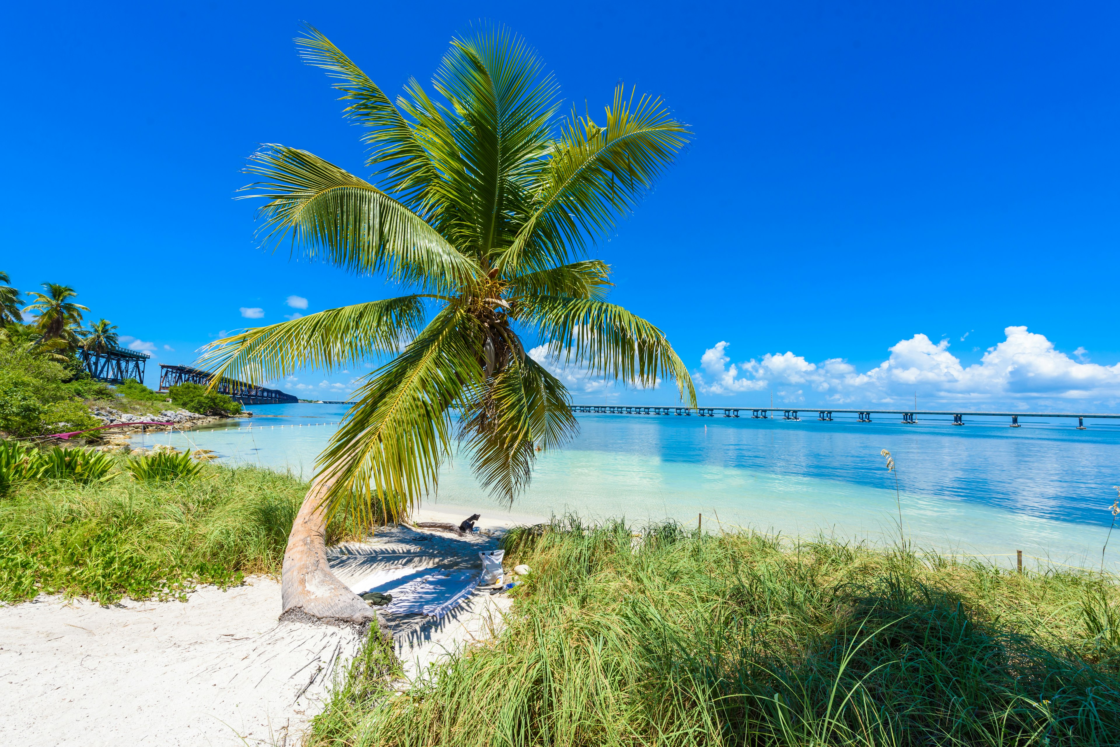 A palm tree at Bahia Honda State Park in the Florida Keys.