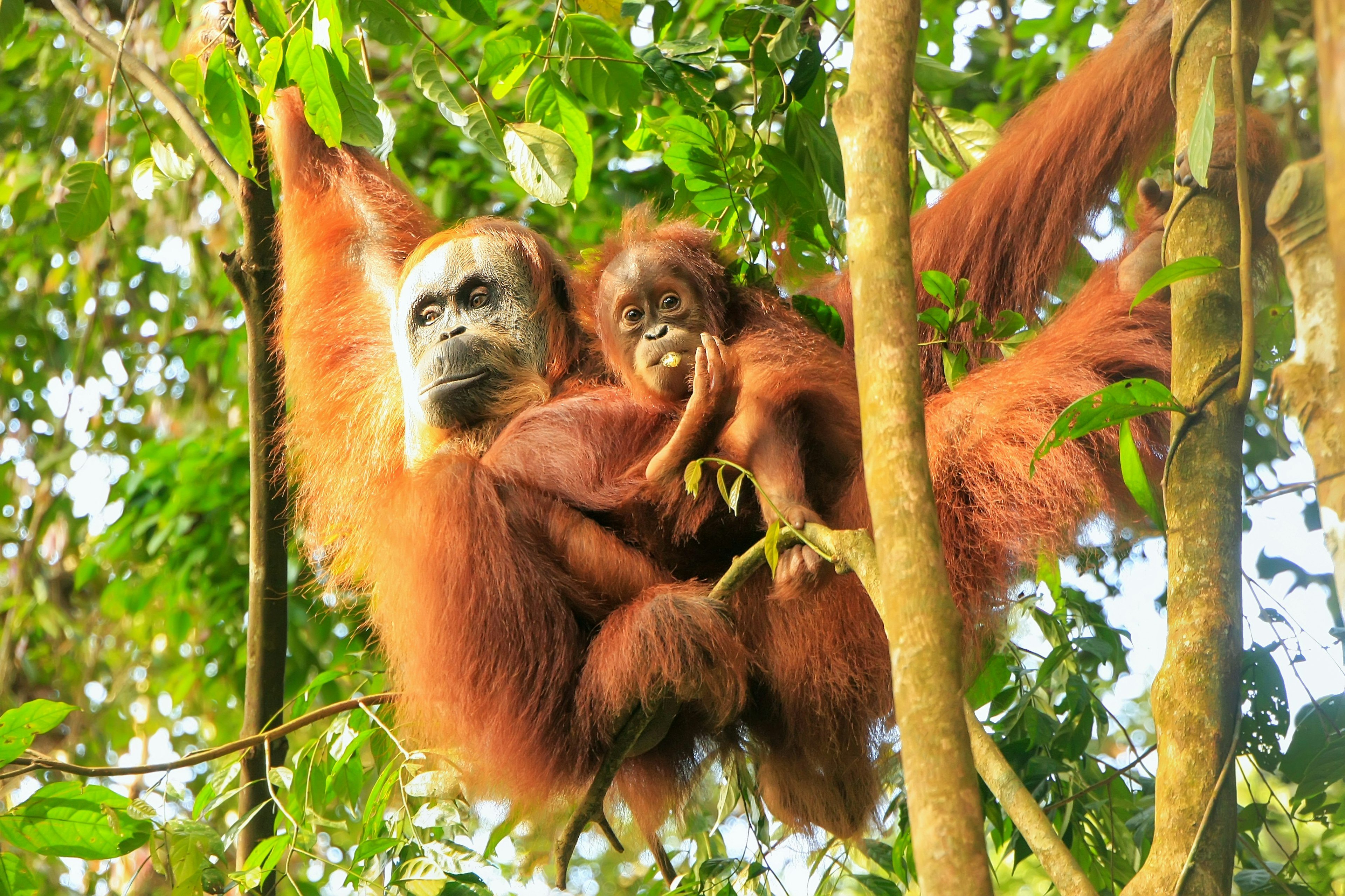 Two orangutans in a tree at Gunung Leuser National Park, Indonesia