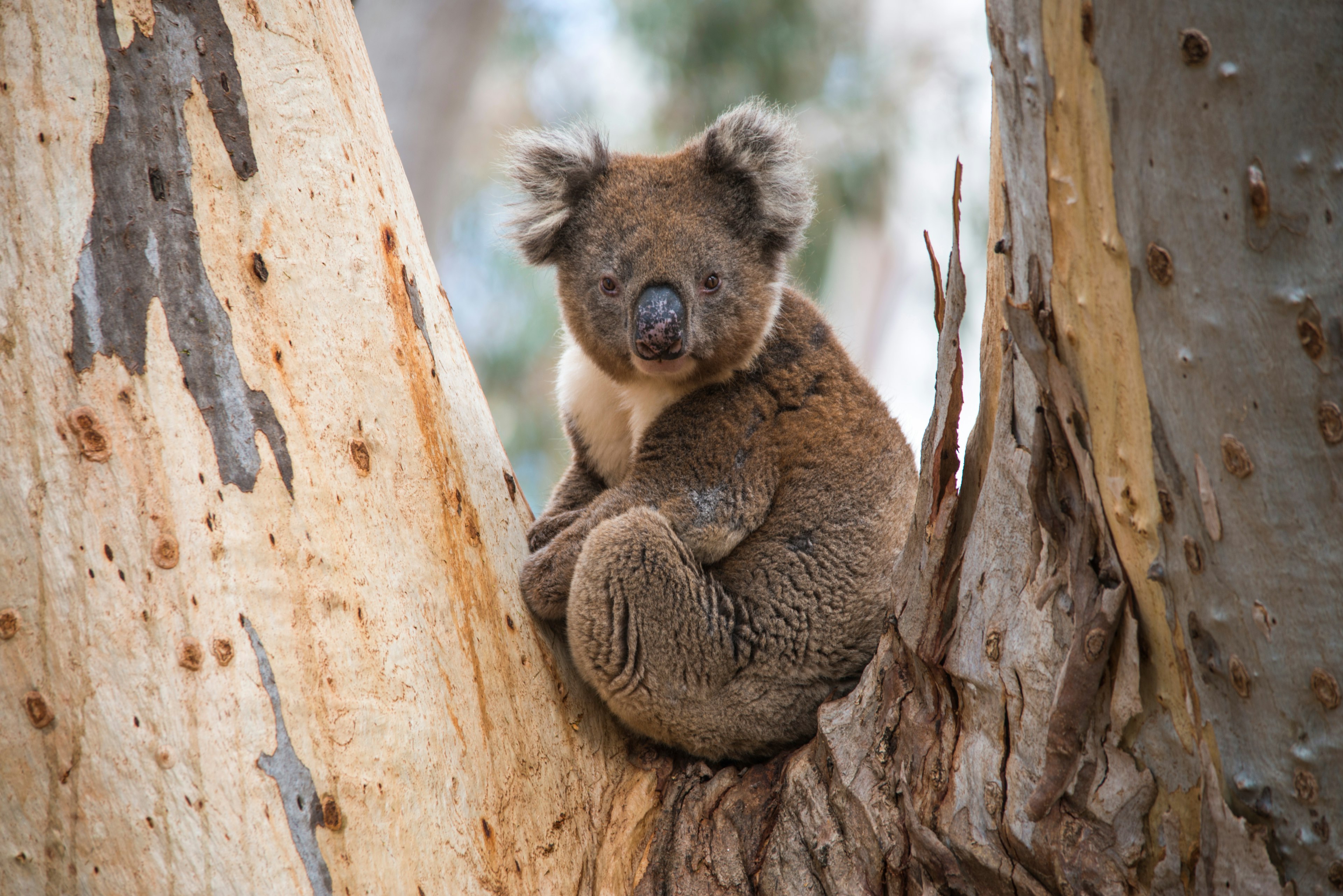 A kangaroo sitting in a eucalyptus tree in Kangaroo Island