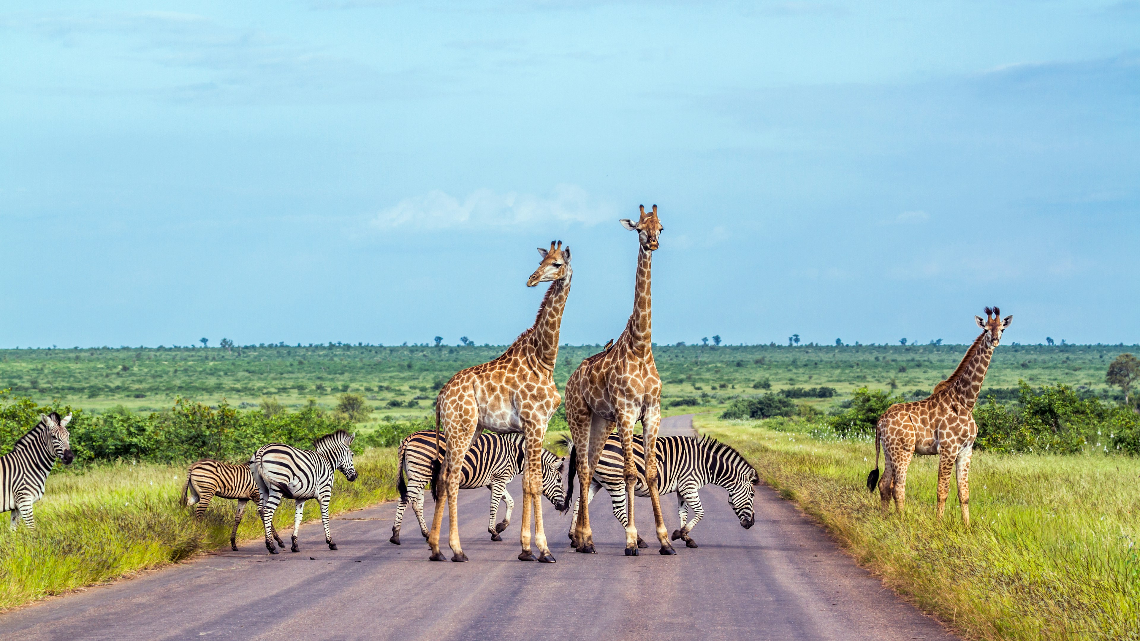 Giraffe and plains zebra in Kruger national park, South Africa