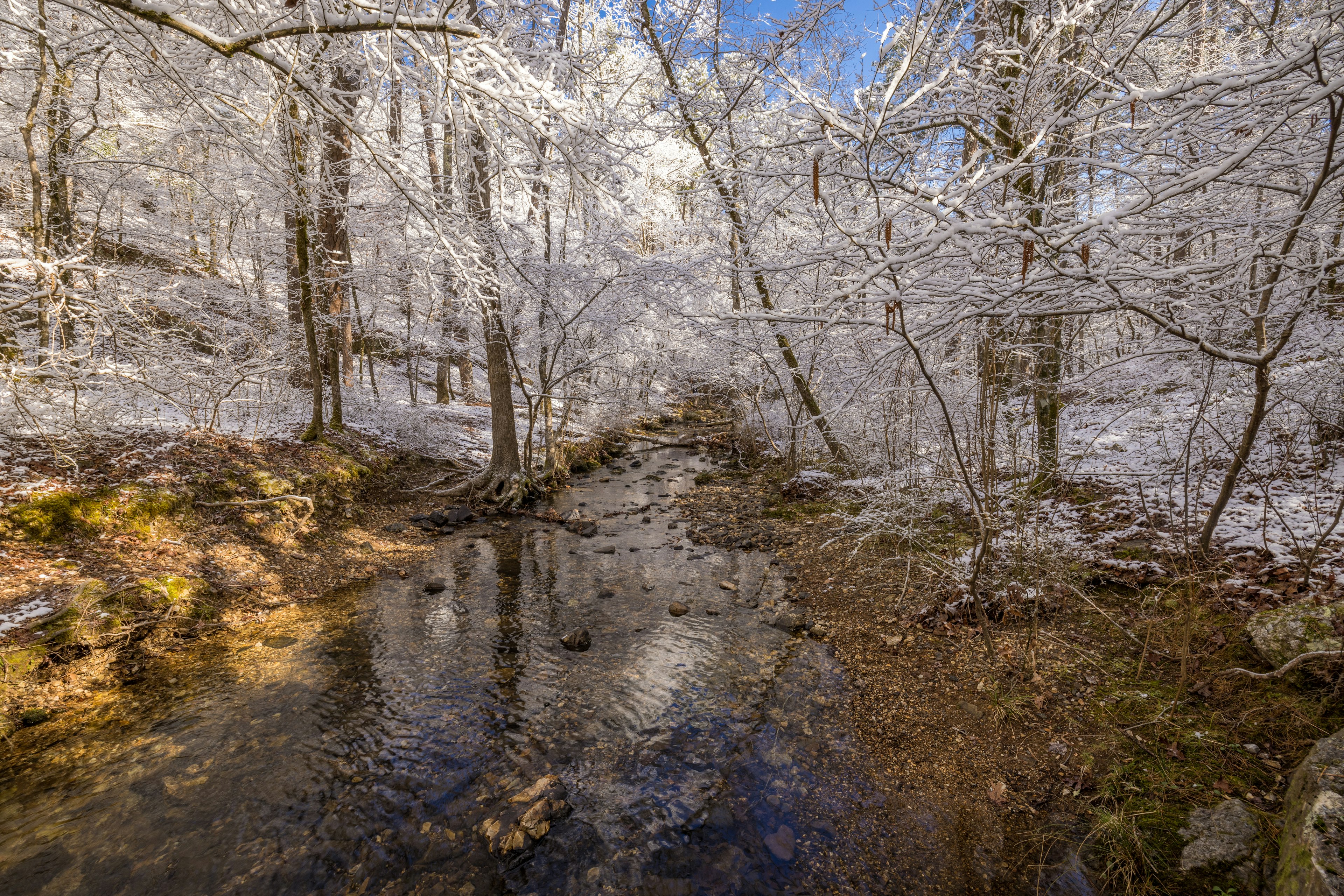 A thermal stream backed by Frosty Trees in Hot Springs National Park, Arkansas.