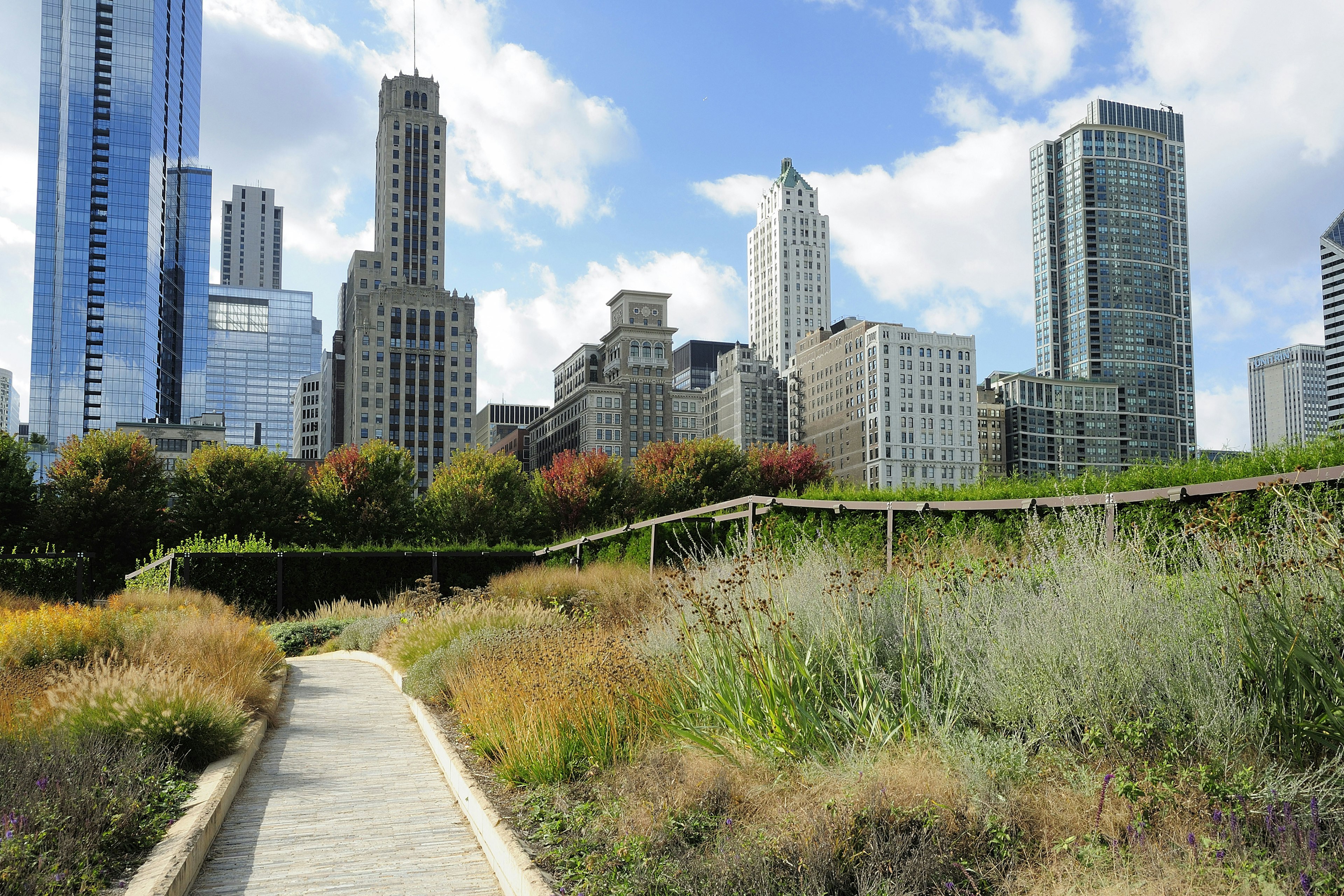 Native flowers in the Lurie Garden in Millennium Park, Chicago.