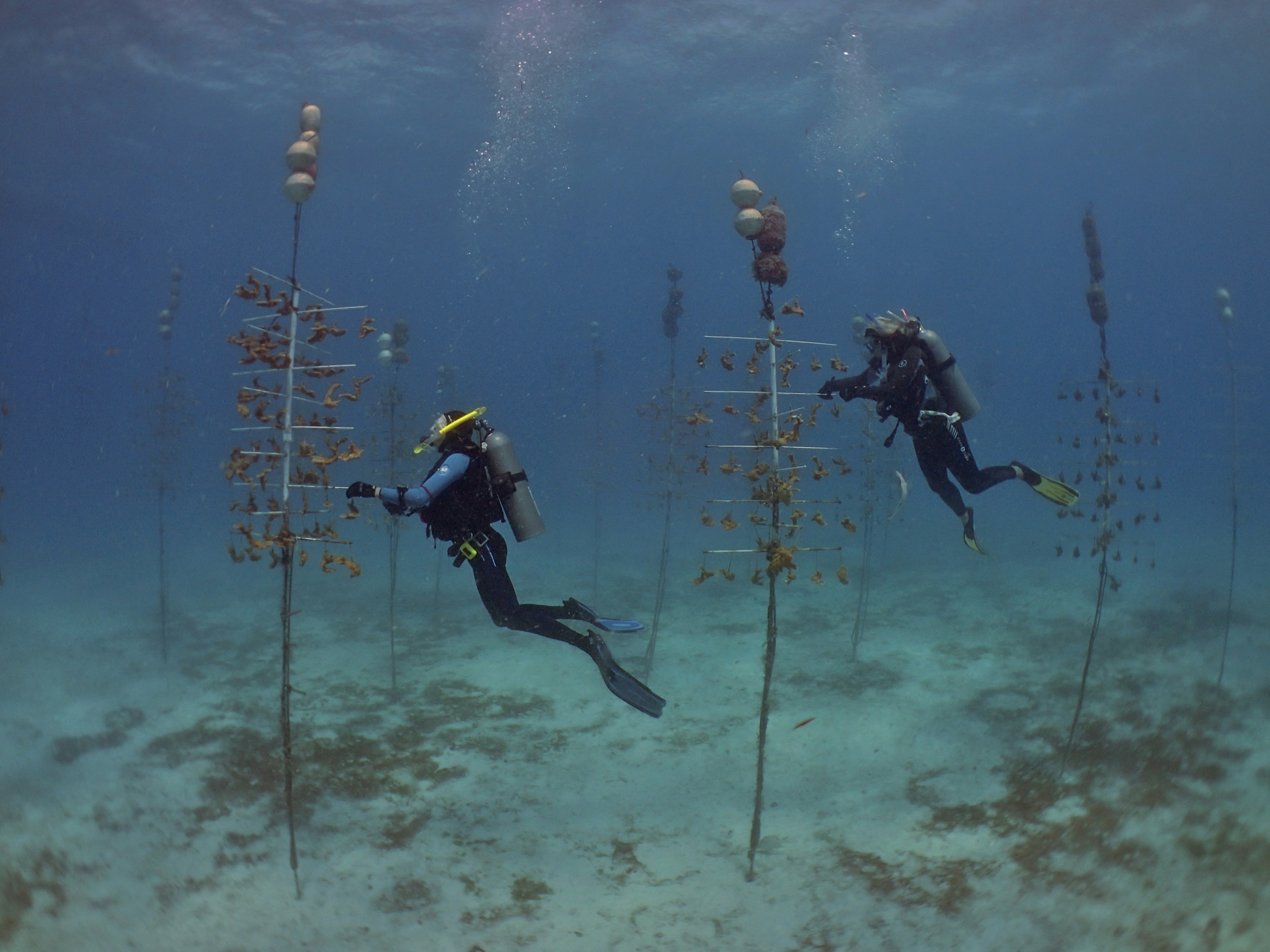 Divers explore a coral nursery in the Florida Keys.