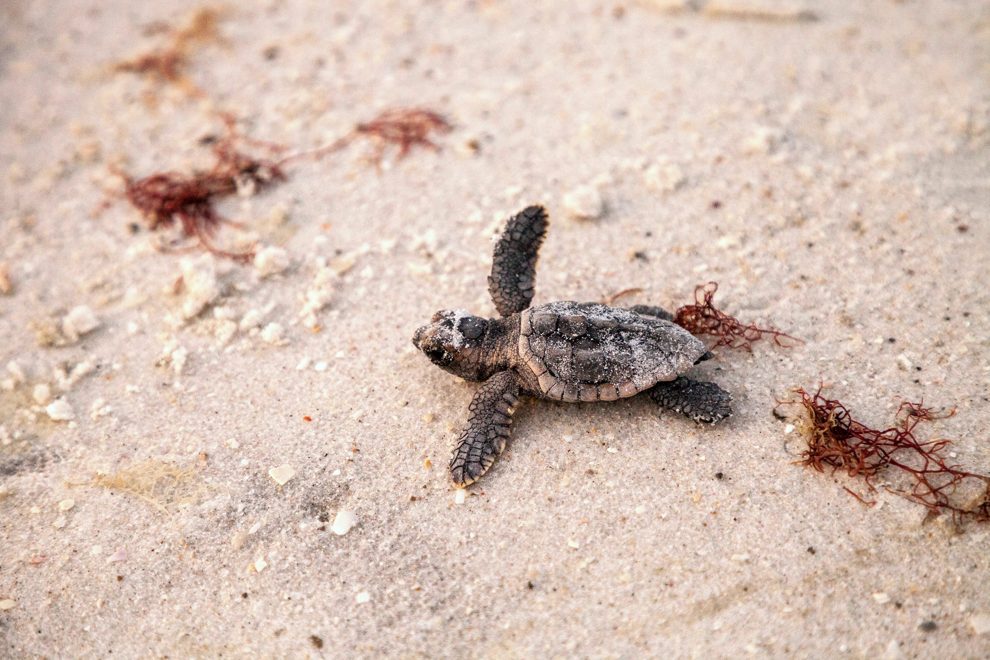 Loggerhead turtle hatchling on a beach in Florida.