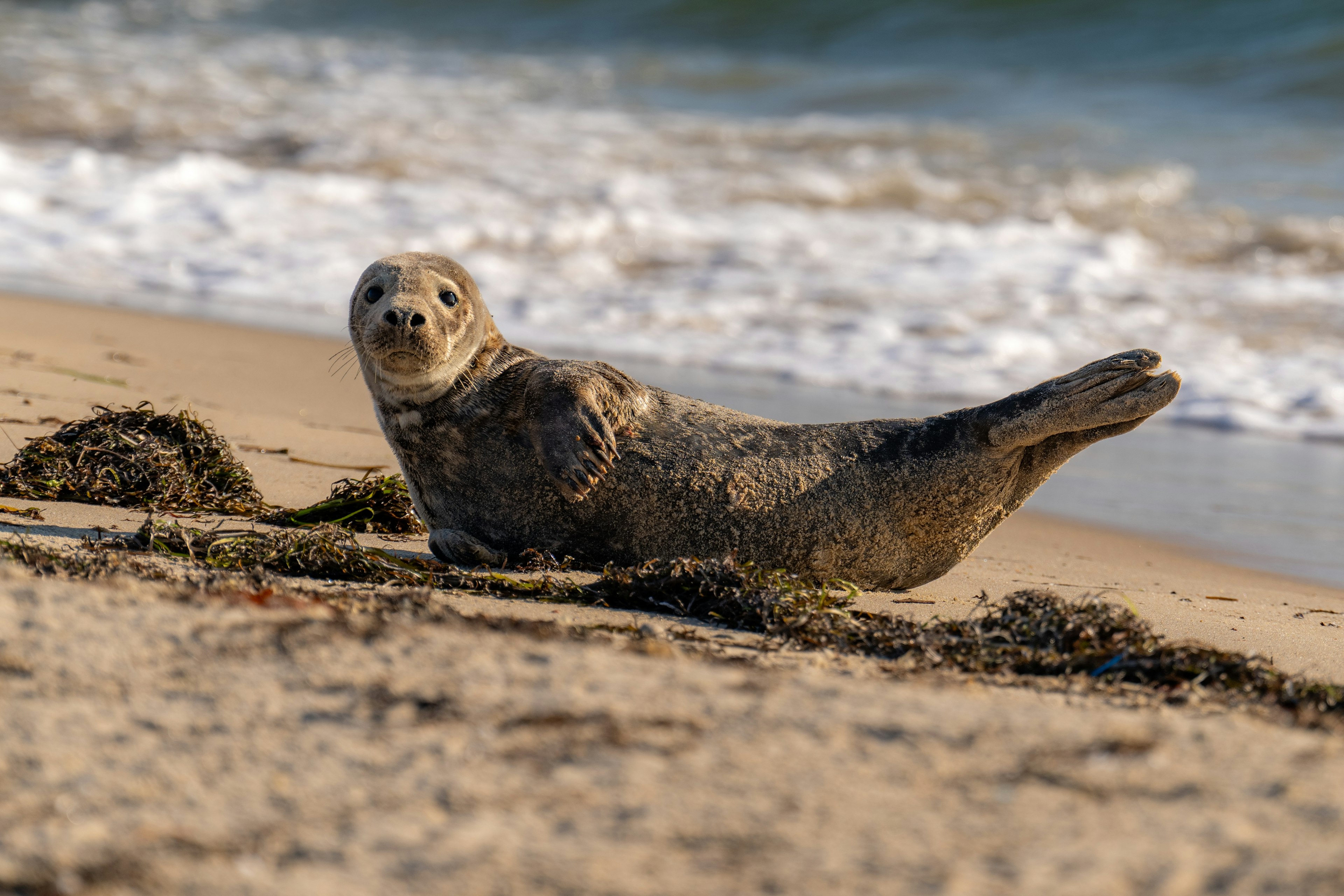 A harbor seal on the beach at Block Island, Rhode Island, USA.