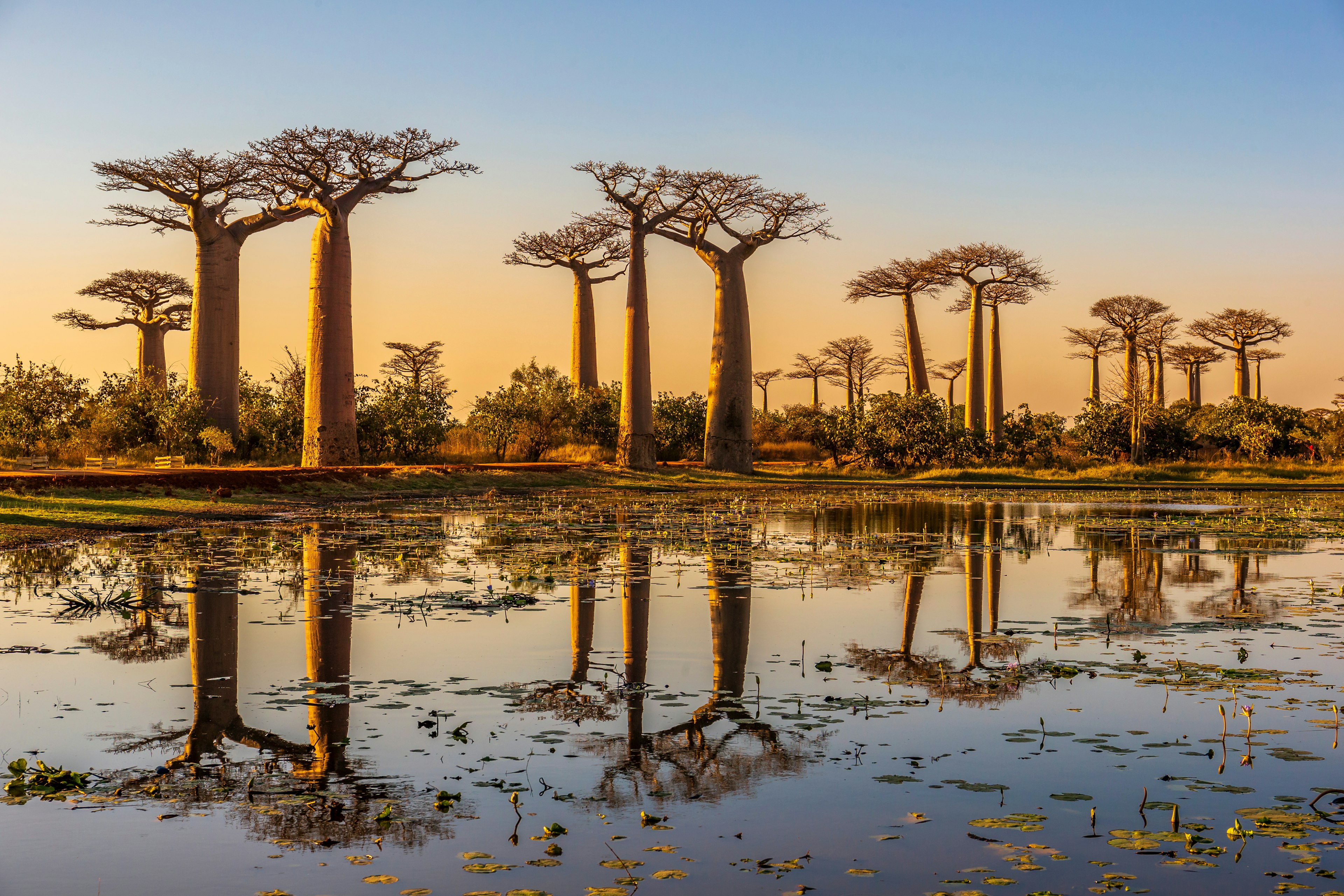 A group of tall baobab trees is reflected in a still pond during sunset