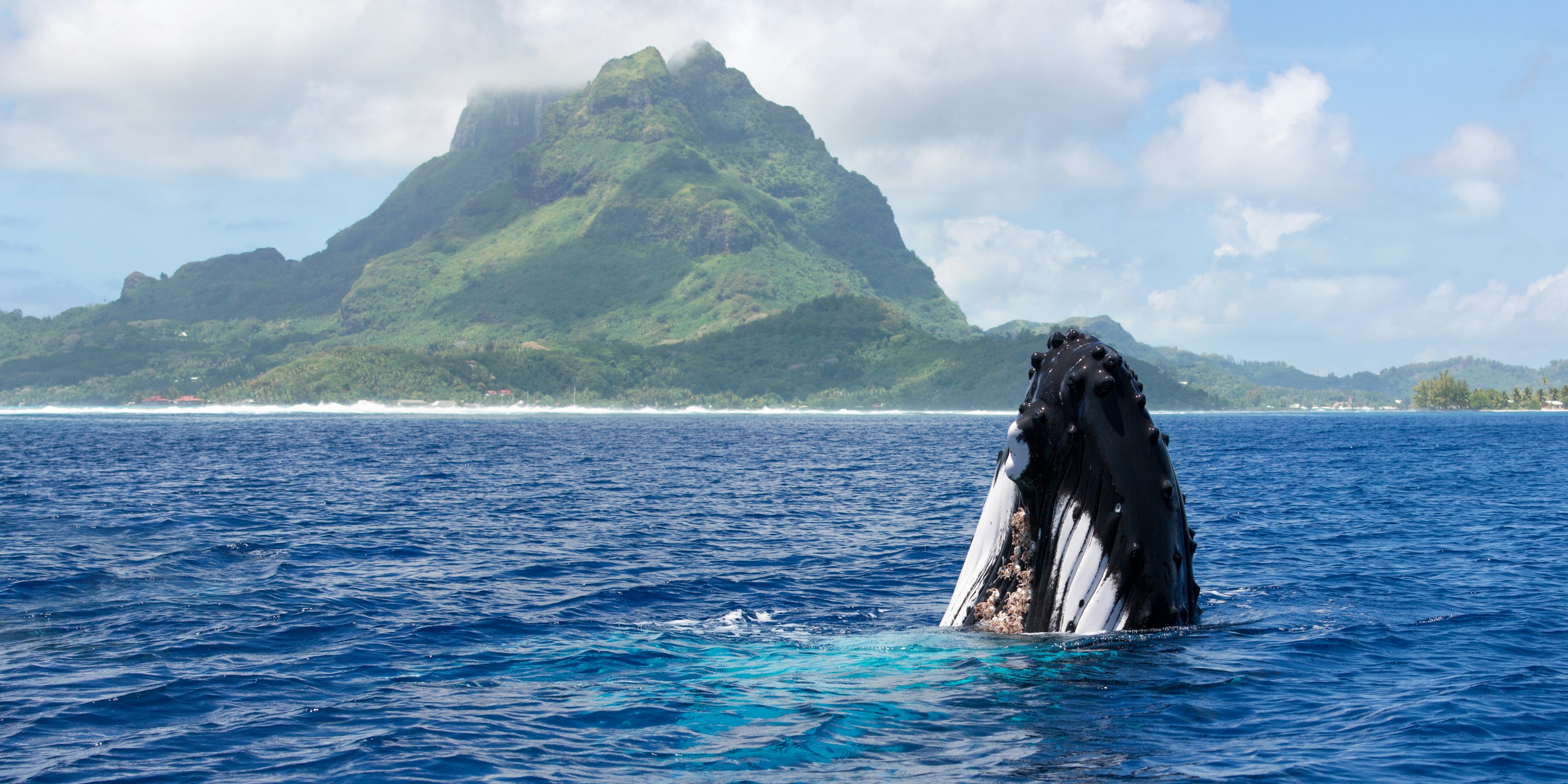 Humpback whale breaches in the ocean in front of a gorgeous green volcanic mountain