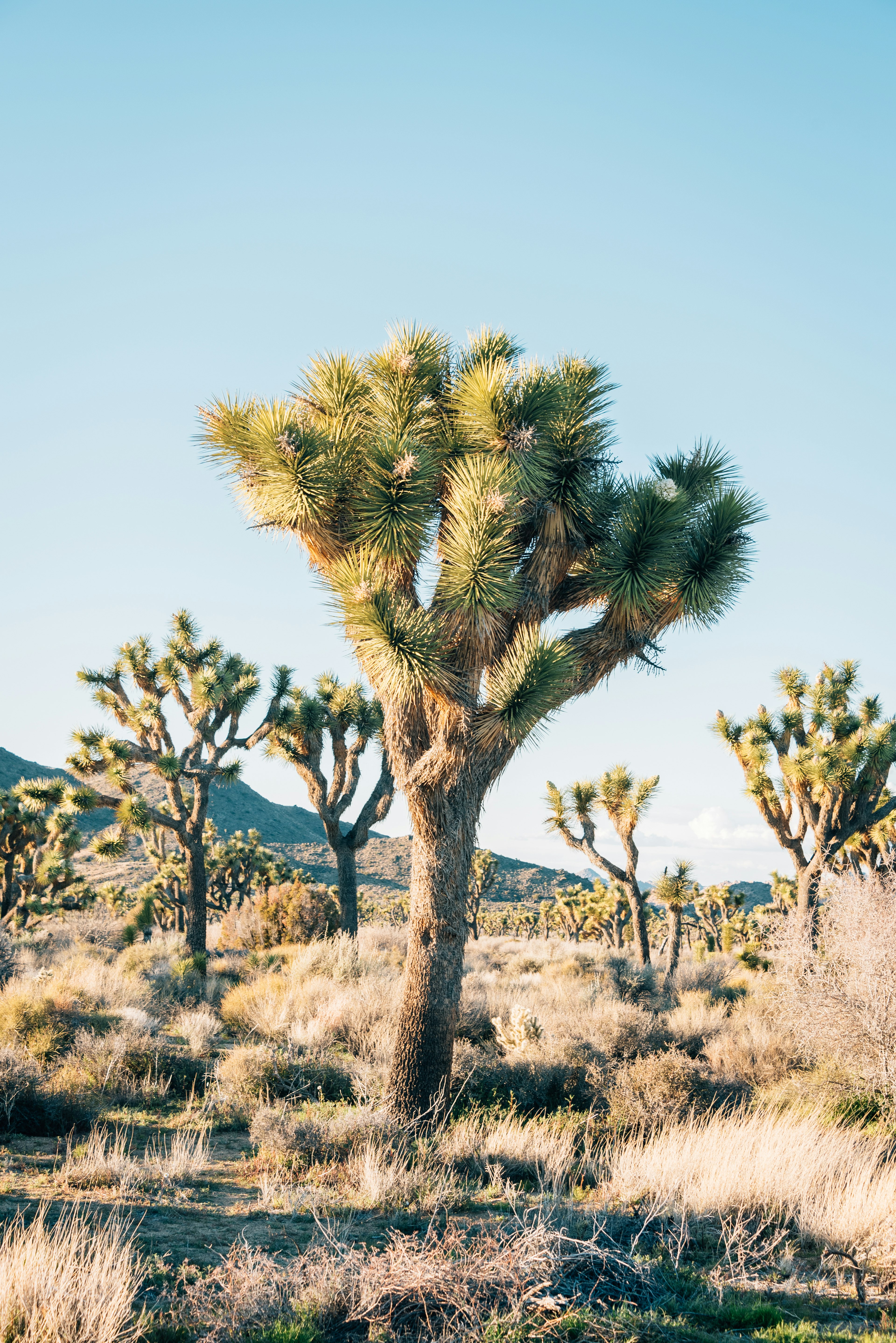 Joshua trees in the desert, in Joshua Tree National Park, California