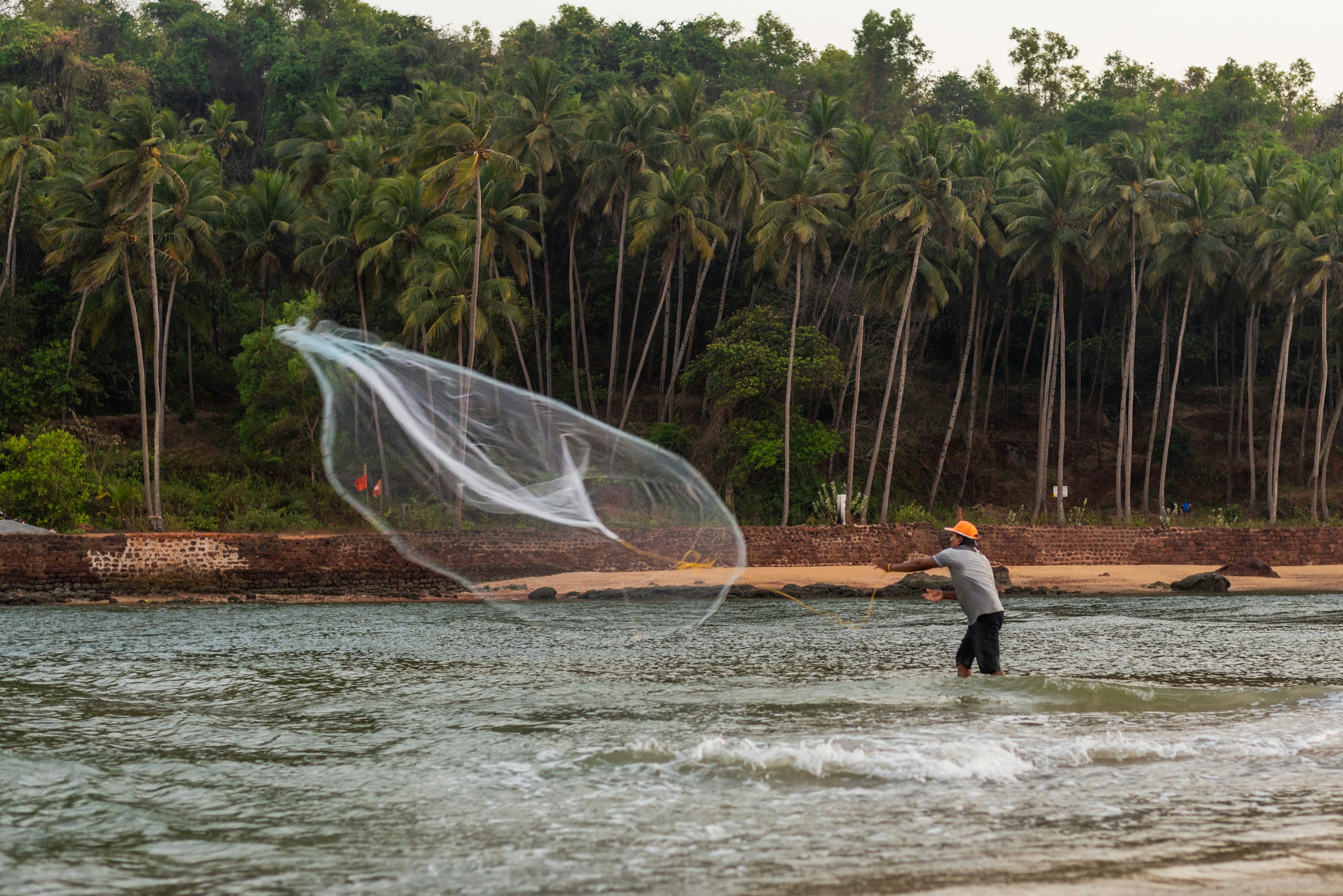 A man casts a fishing net while wading into the surf of an ocean beach. A dense grove of palm trees is visible on the shore.