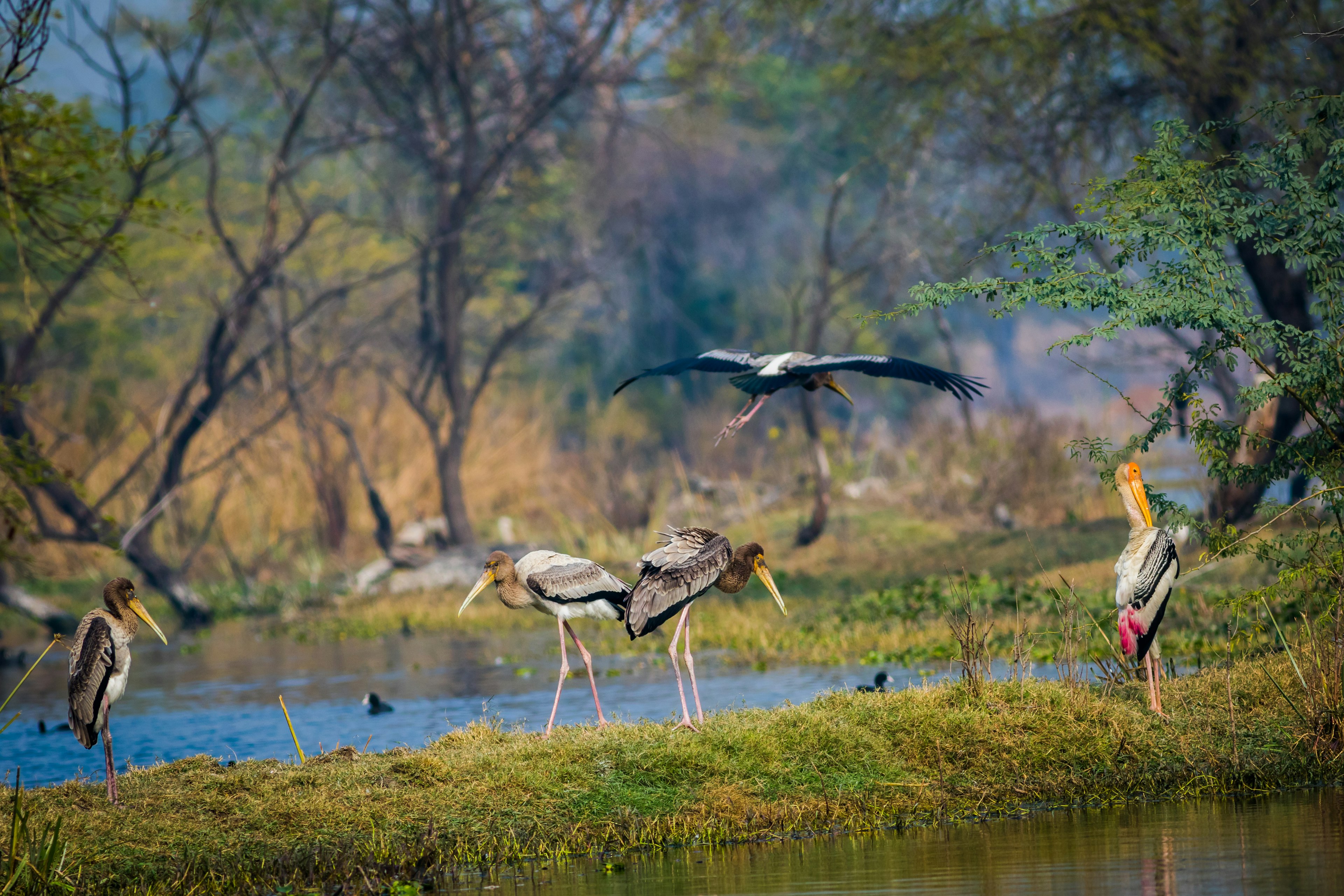 Painted storks gather in a pool at Keoladeo National Park, Bharatpur, India.