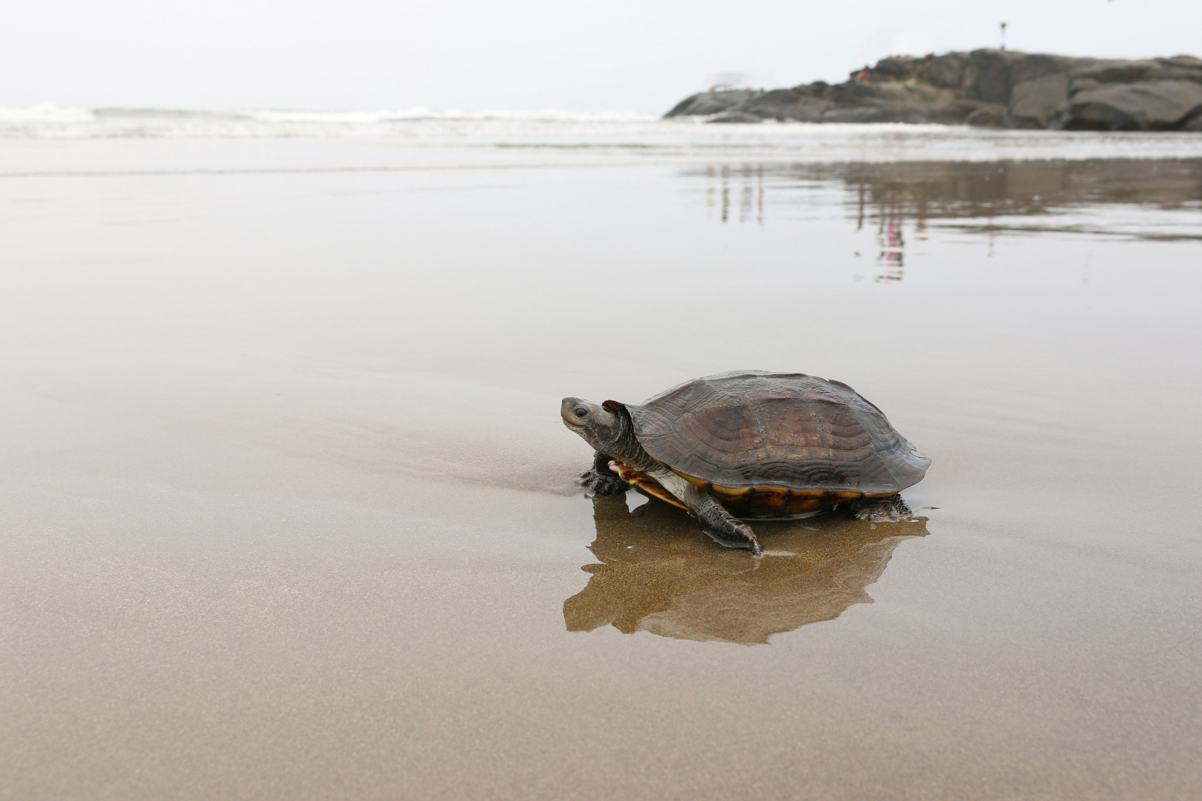 An olive ridley turtle waddles into the water on a beach. White surf and rocks are visible in the distance.