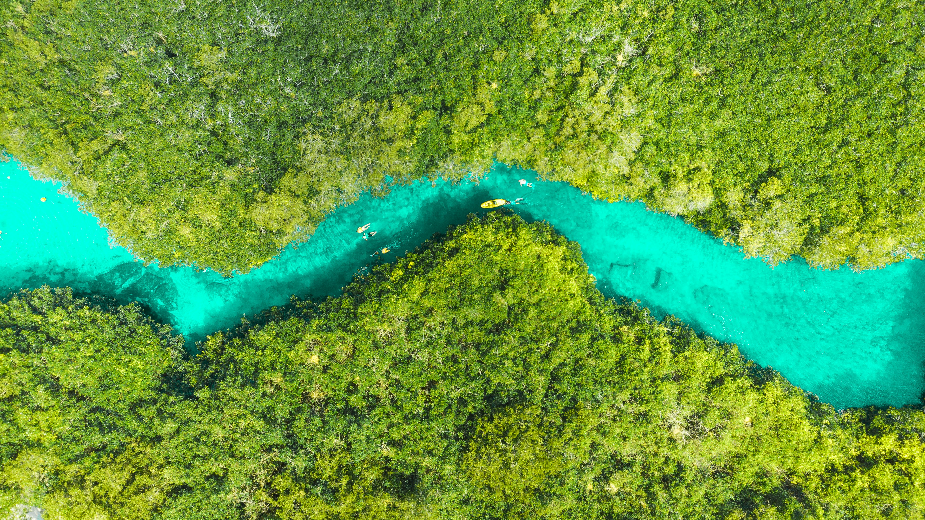 An aerial view of a kayaker in a turquoise-blue freshwater channel snaking through green mangrove swamps