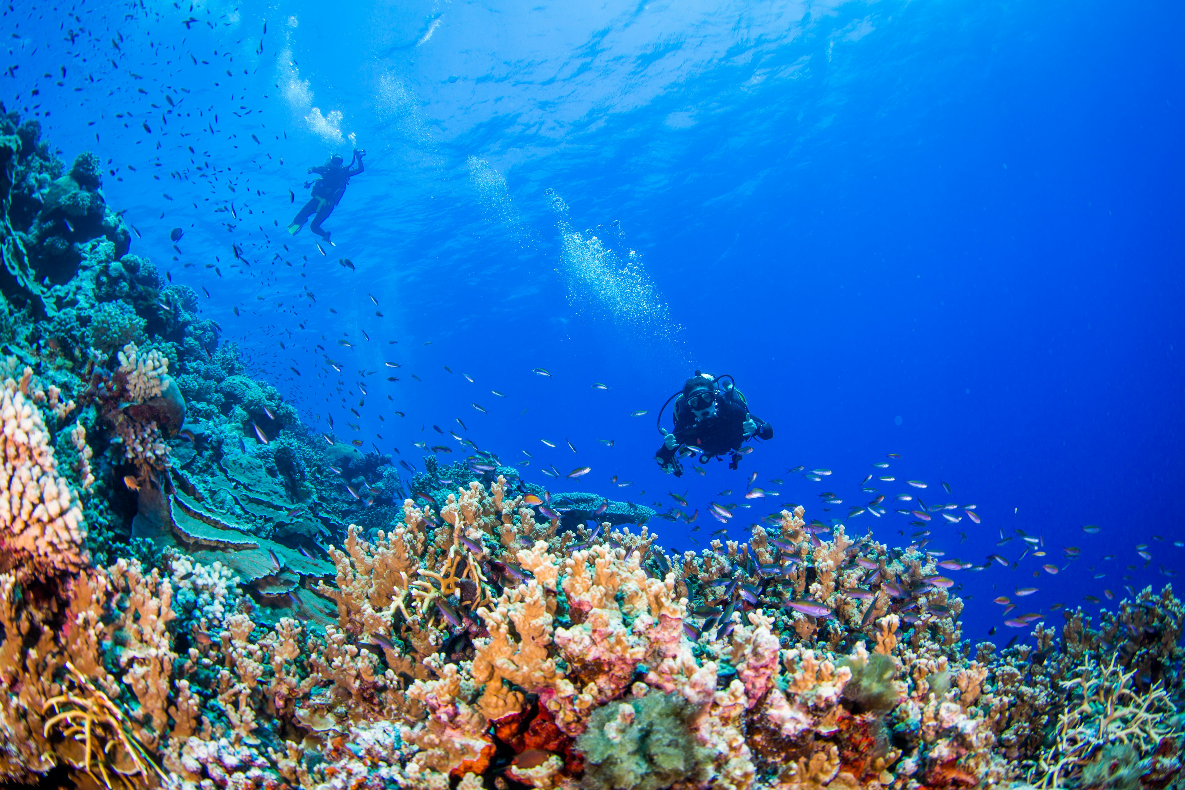 Diver swims near coral on the Great Barrier Reef.