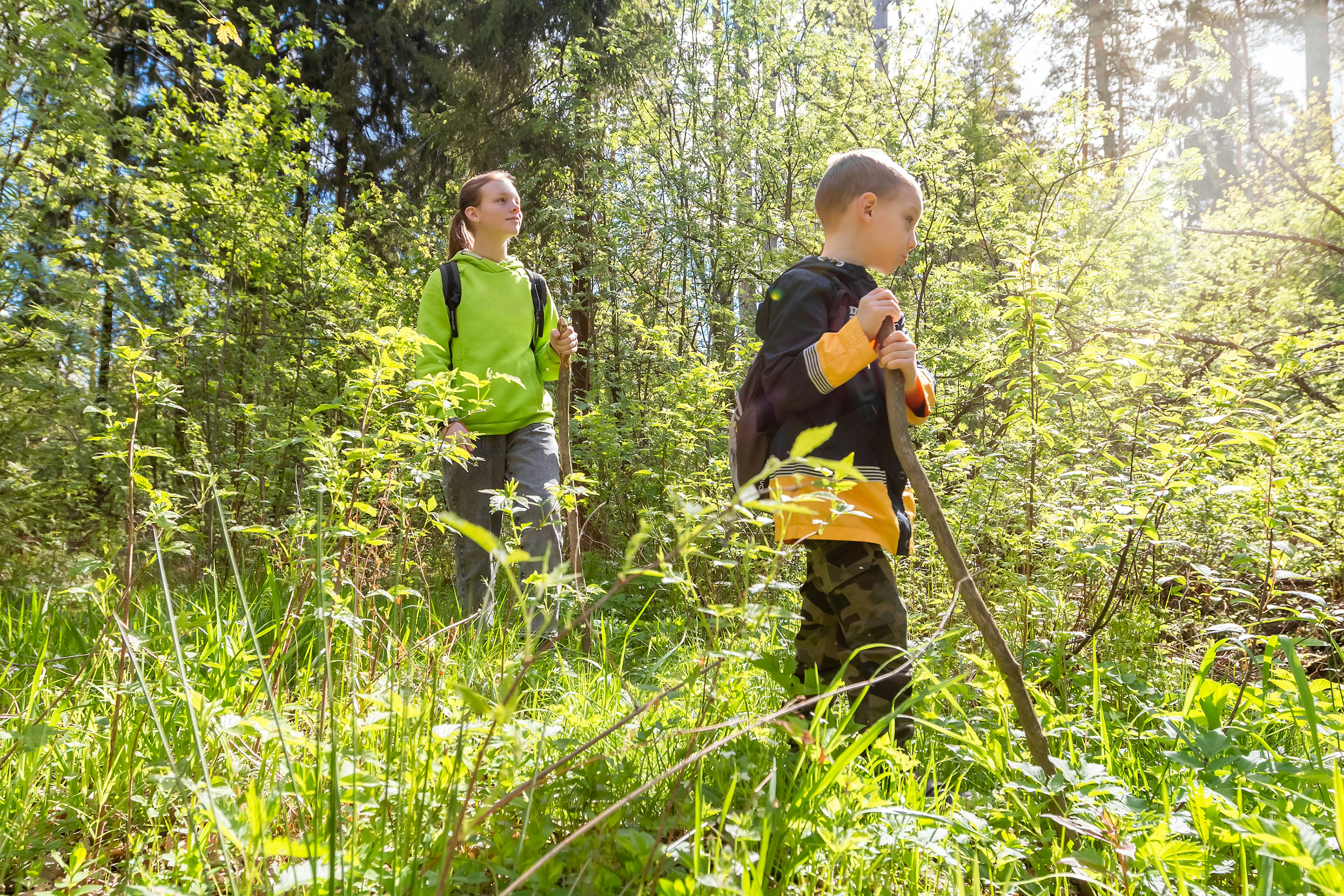 Children walking in green forest with hiking sticks. Concept of kids vacations and travel.