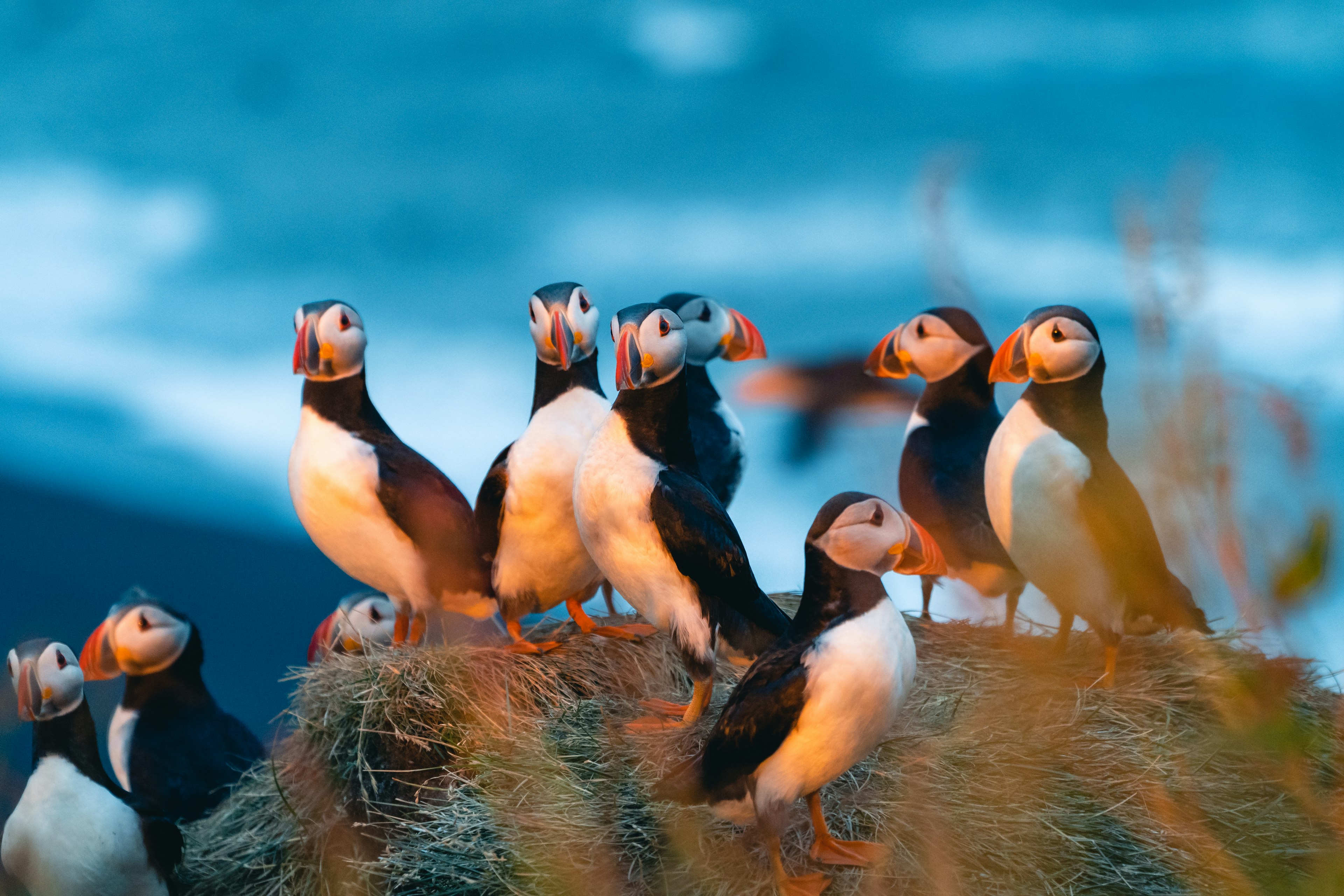 Atlantic puffin also know as common puffin is a species of seabird in the auk family. Iceland, Norway, Faroe Islands, Newfoundland and Labrador in Canada are known to be large colony of this puffin., License Type: media, Download Time,