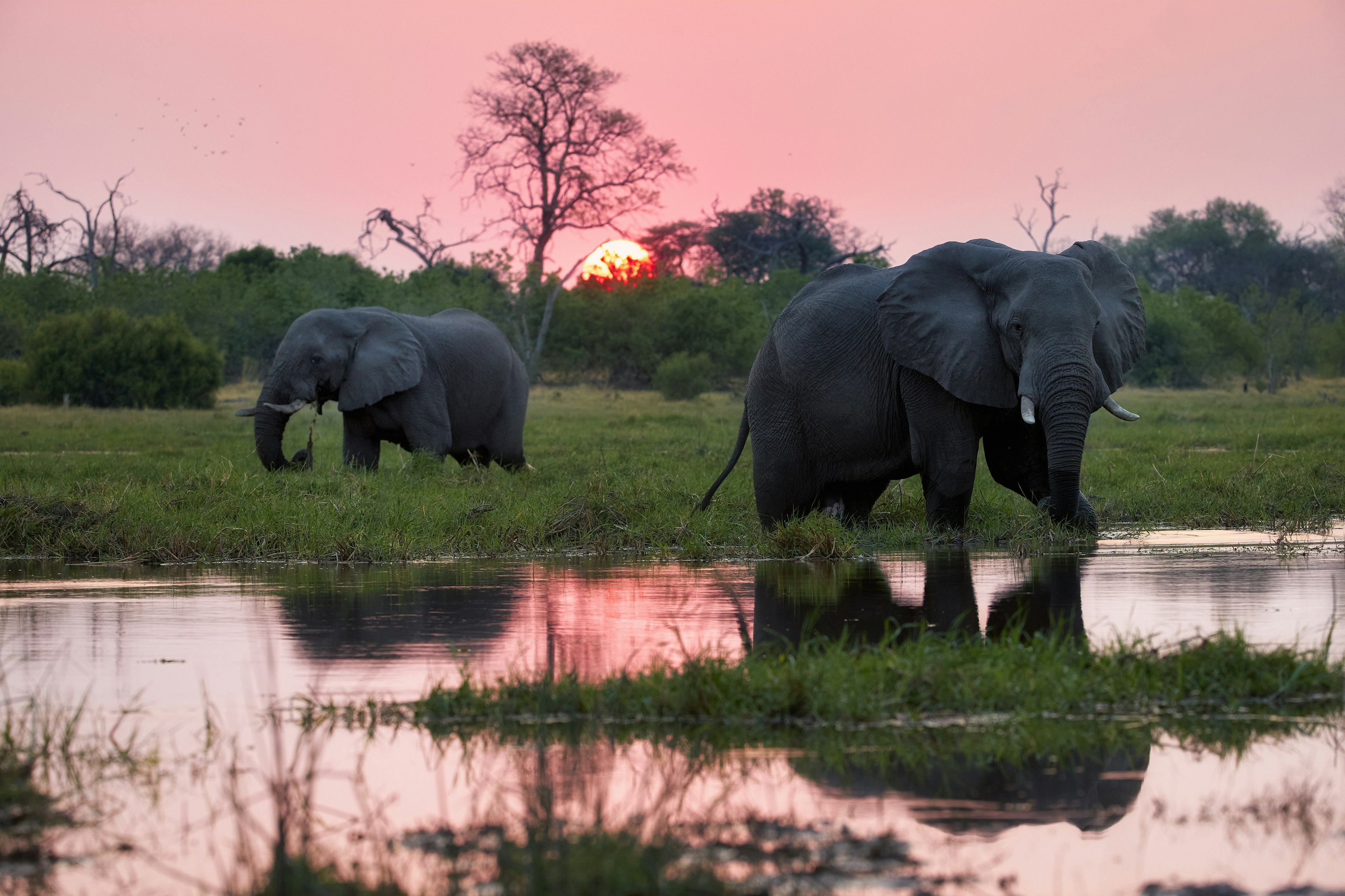 Two elephants wade through water as the sun sets casting a pink glow across the sky