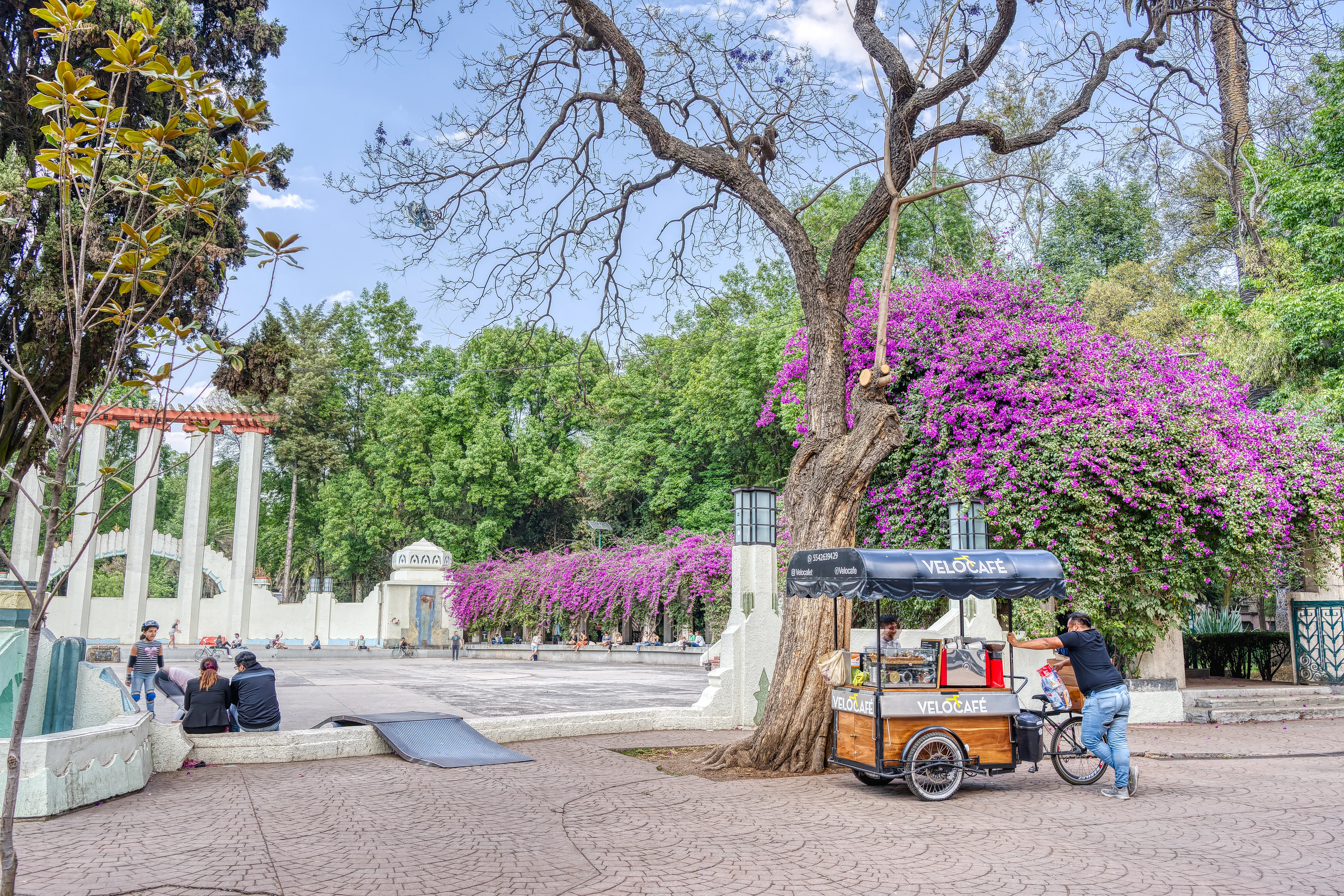 Пара сидит в красивом парке с цветущими деревьями жакаранды
